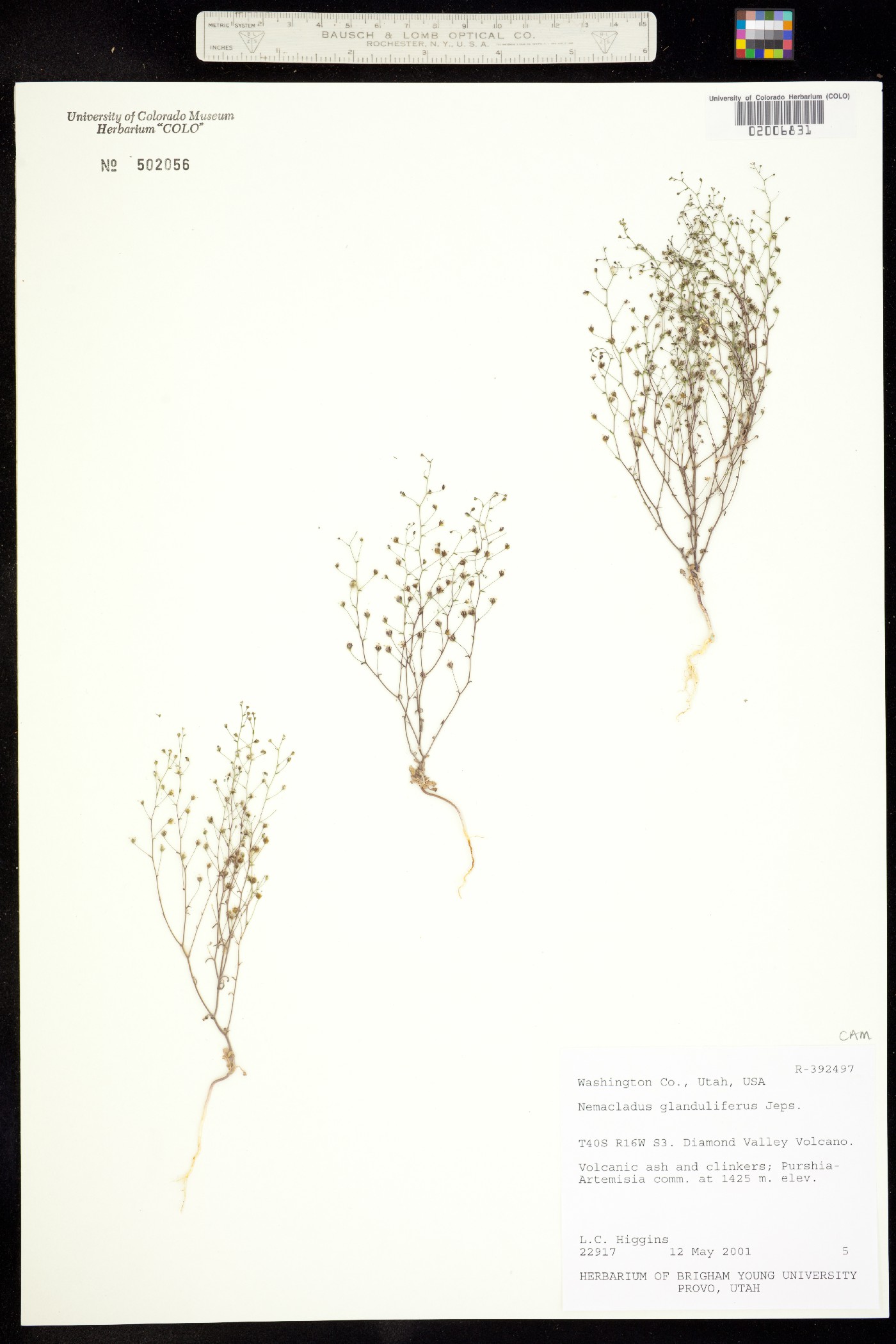 Nemacladus glanduliferus image
