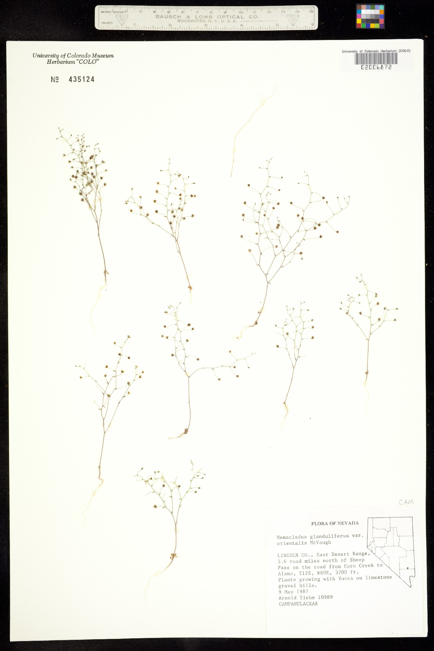 Nemacladus orientalis image