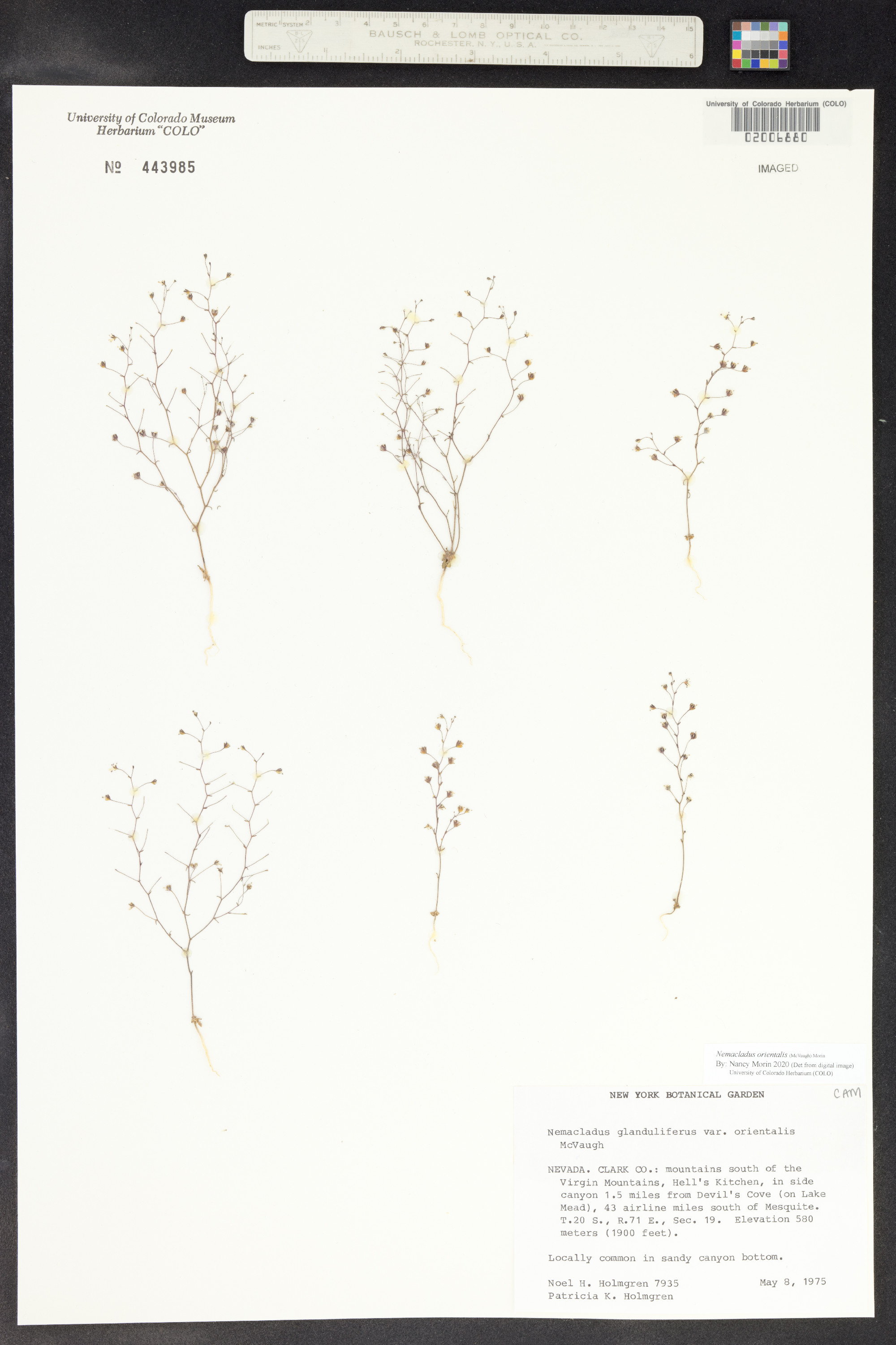 Nemacladus orientalis image