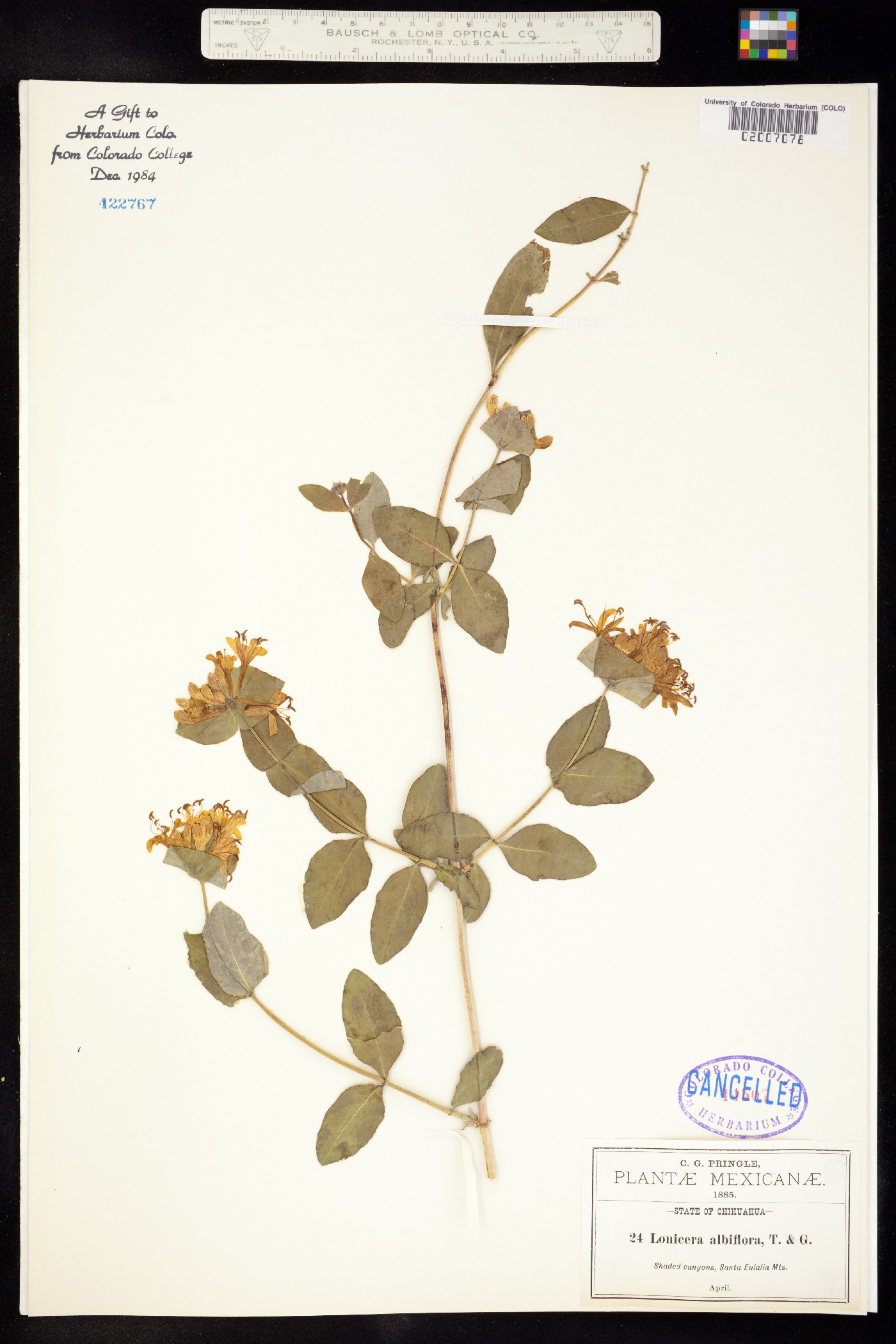 Lonicera albiflora image