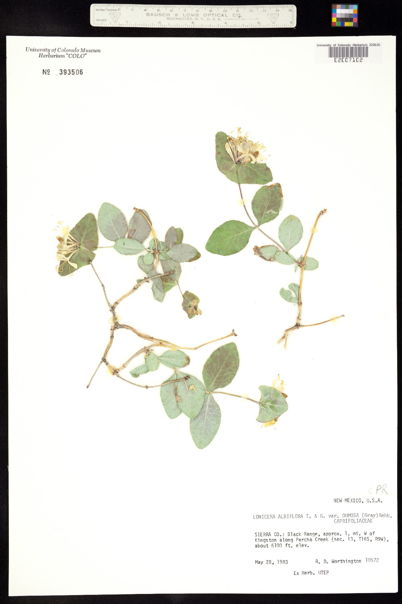 Lonicera albiflora image