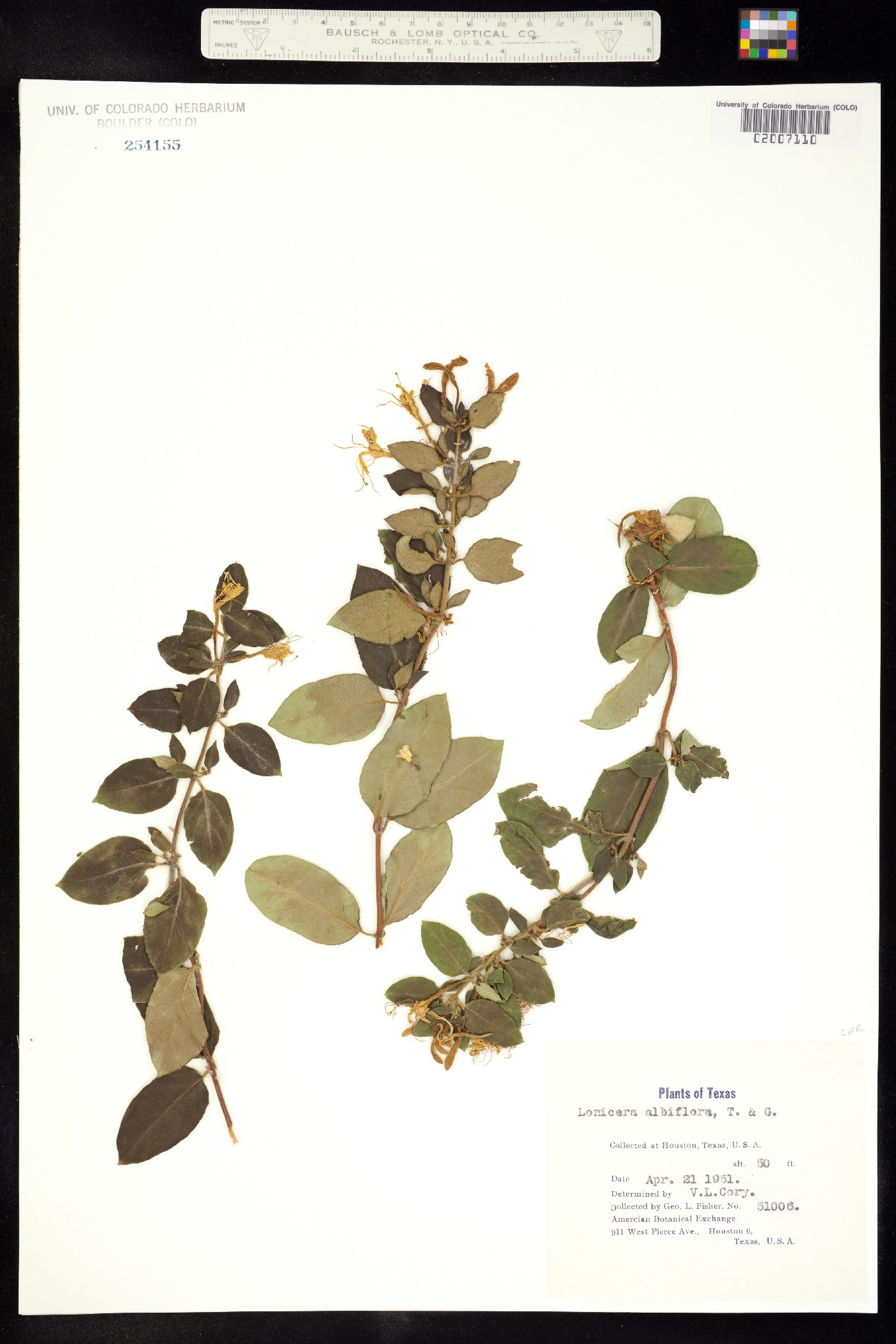 Lonicera albiflora image