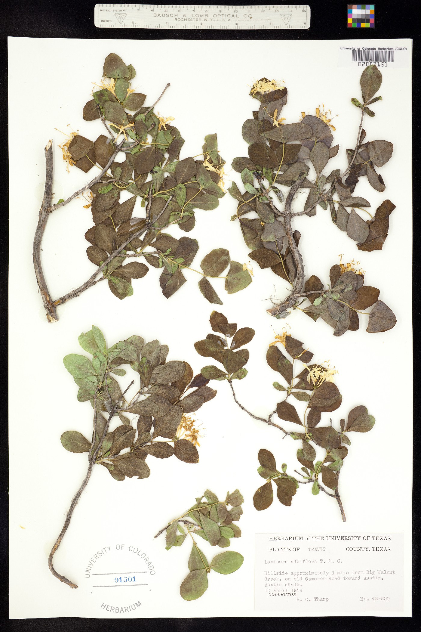 Lonicera albiflora image