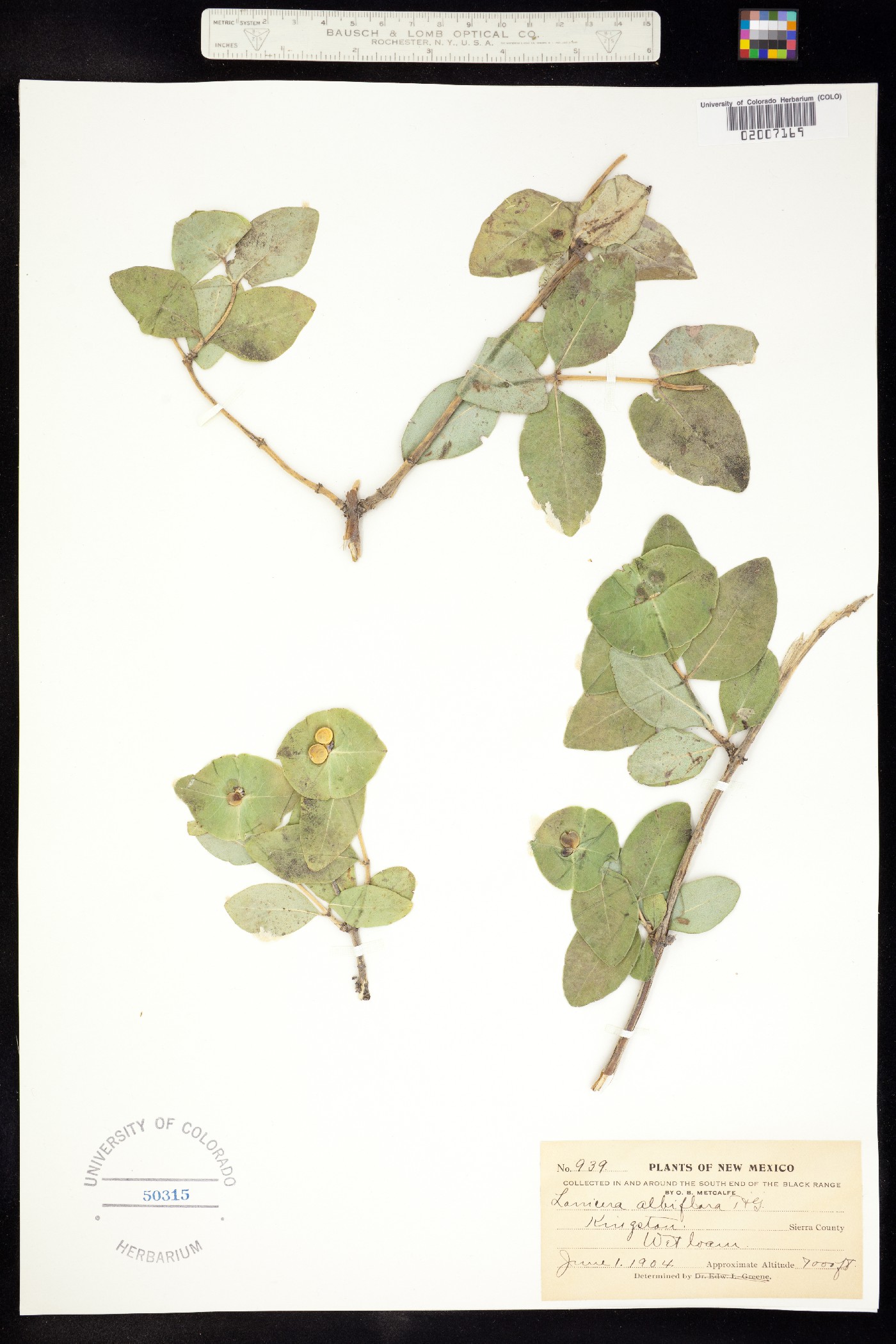 Lonicera albiflora image