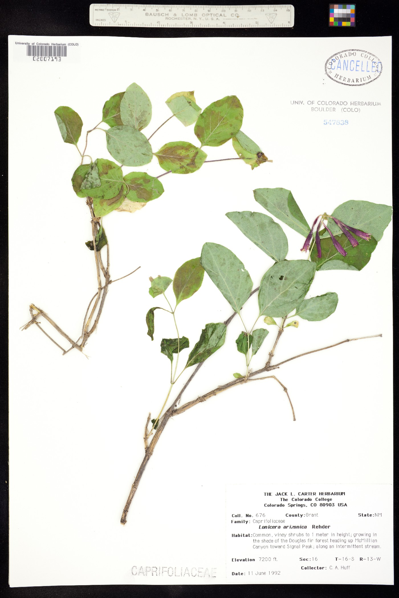 Lonicera arizonica image