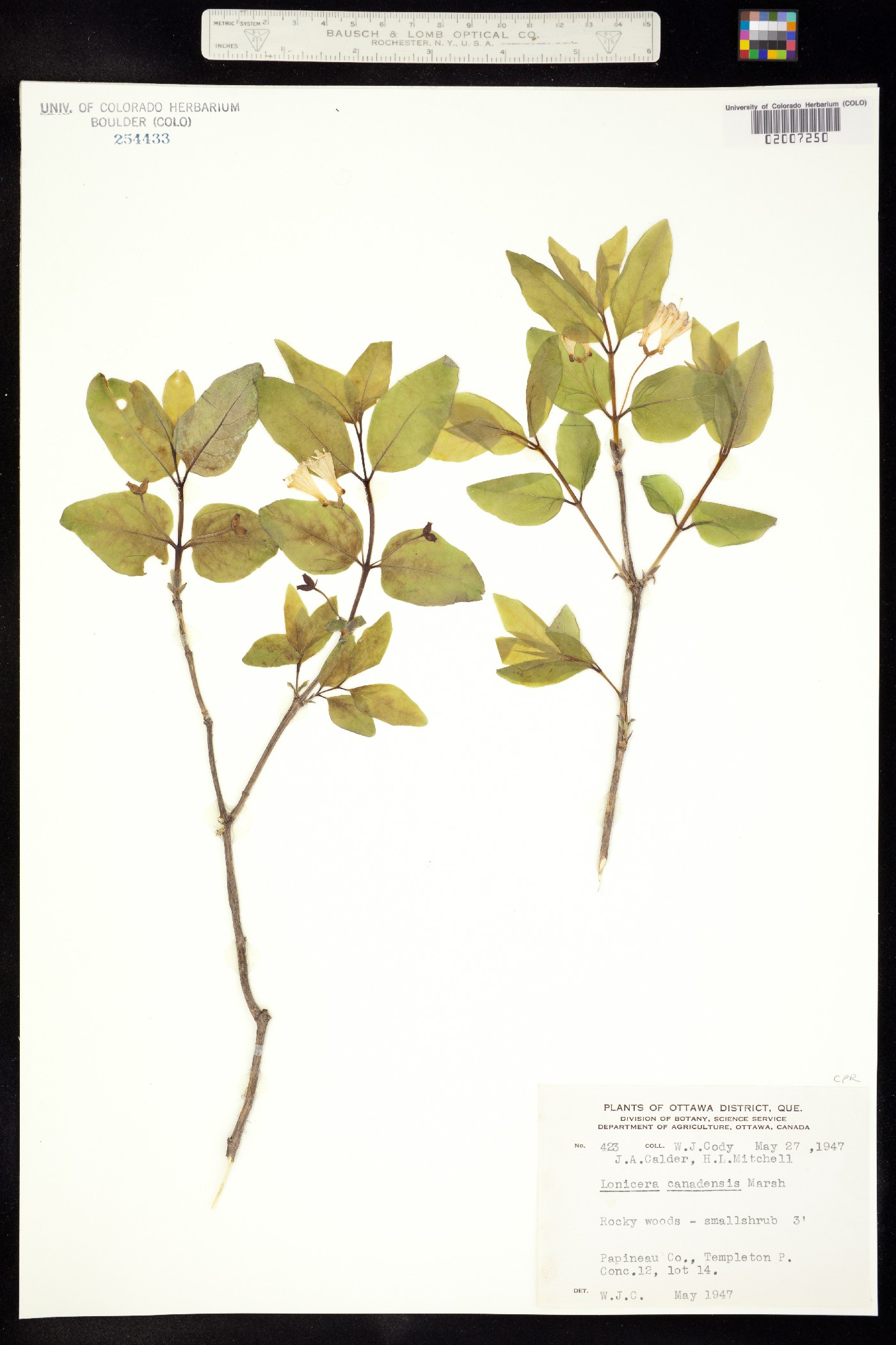 Lonicera canadensis image
