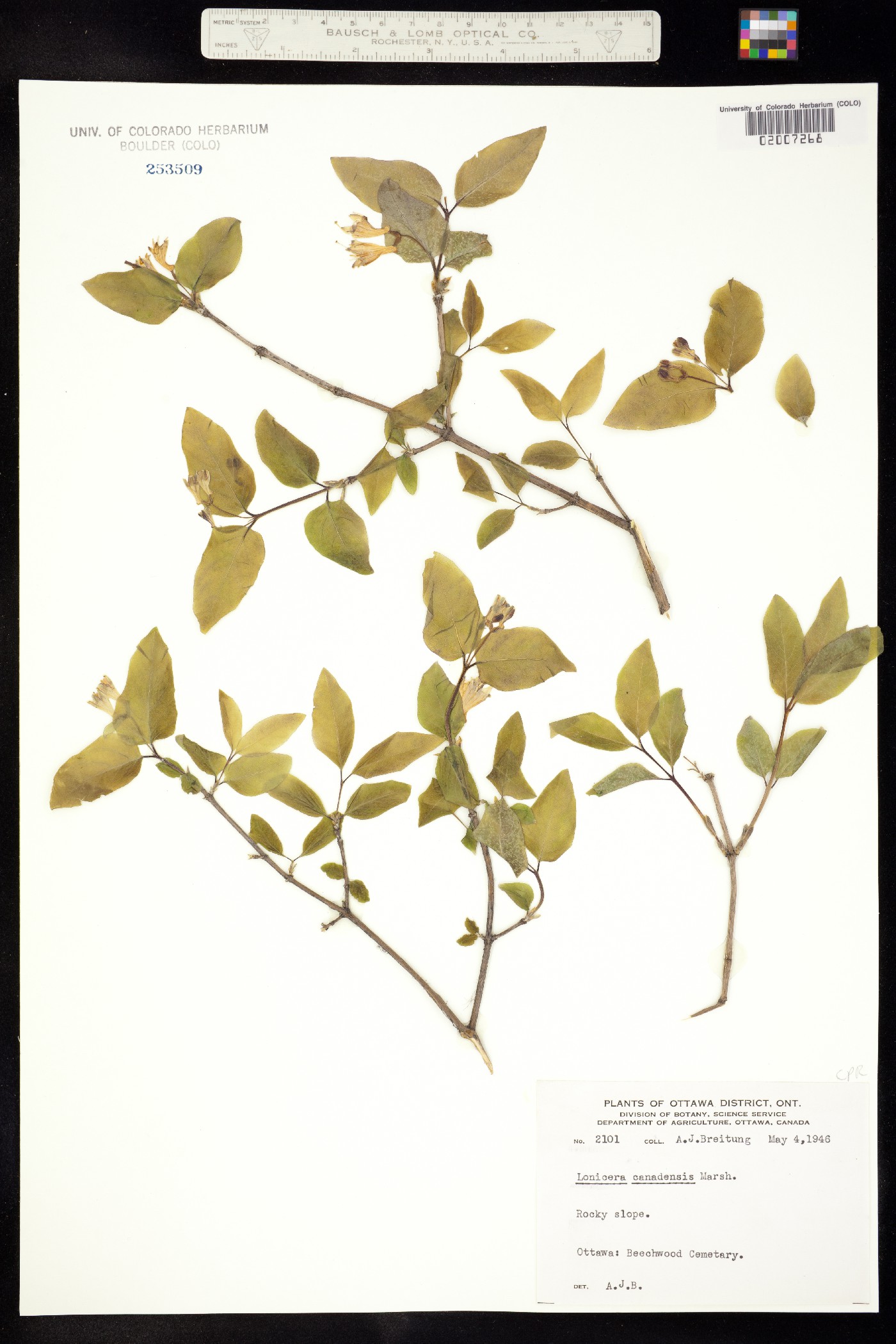 Lonicera canadensis image