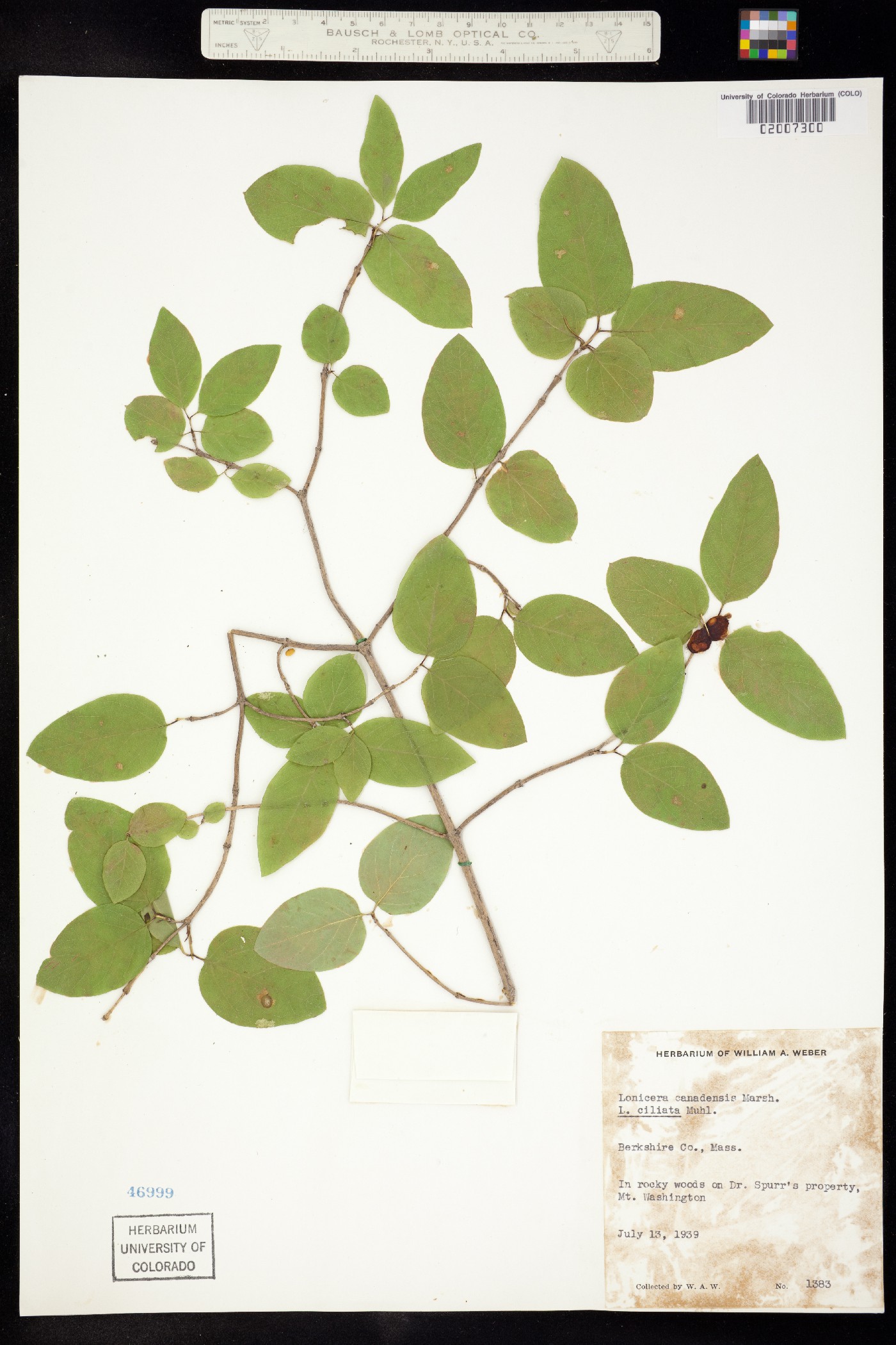 Lonicera canadensis image