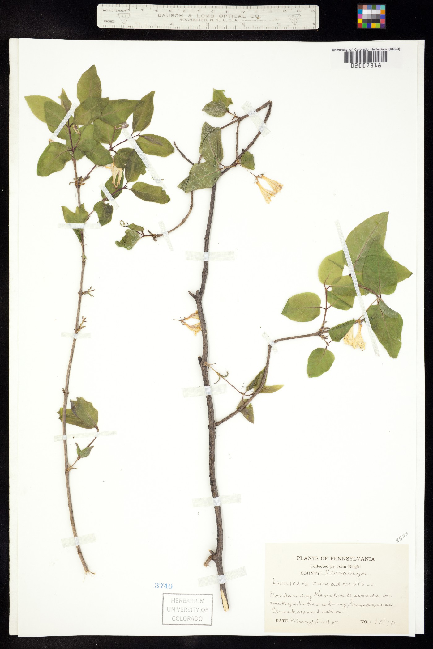 Lonicera canadensis image