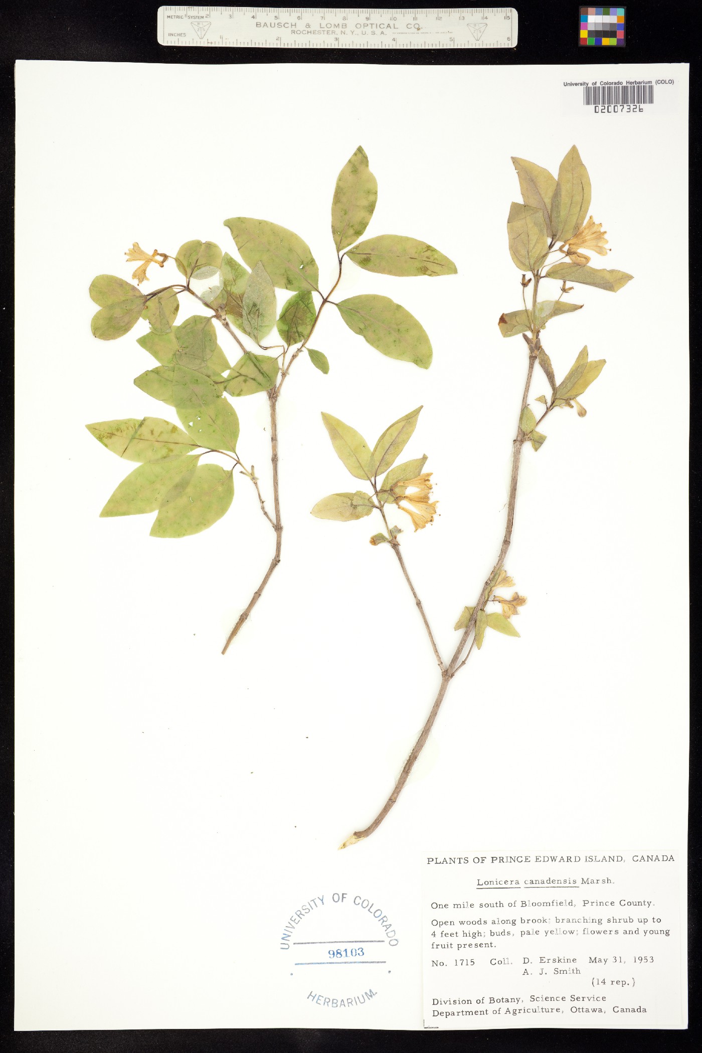 Lonicera canadensis image