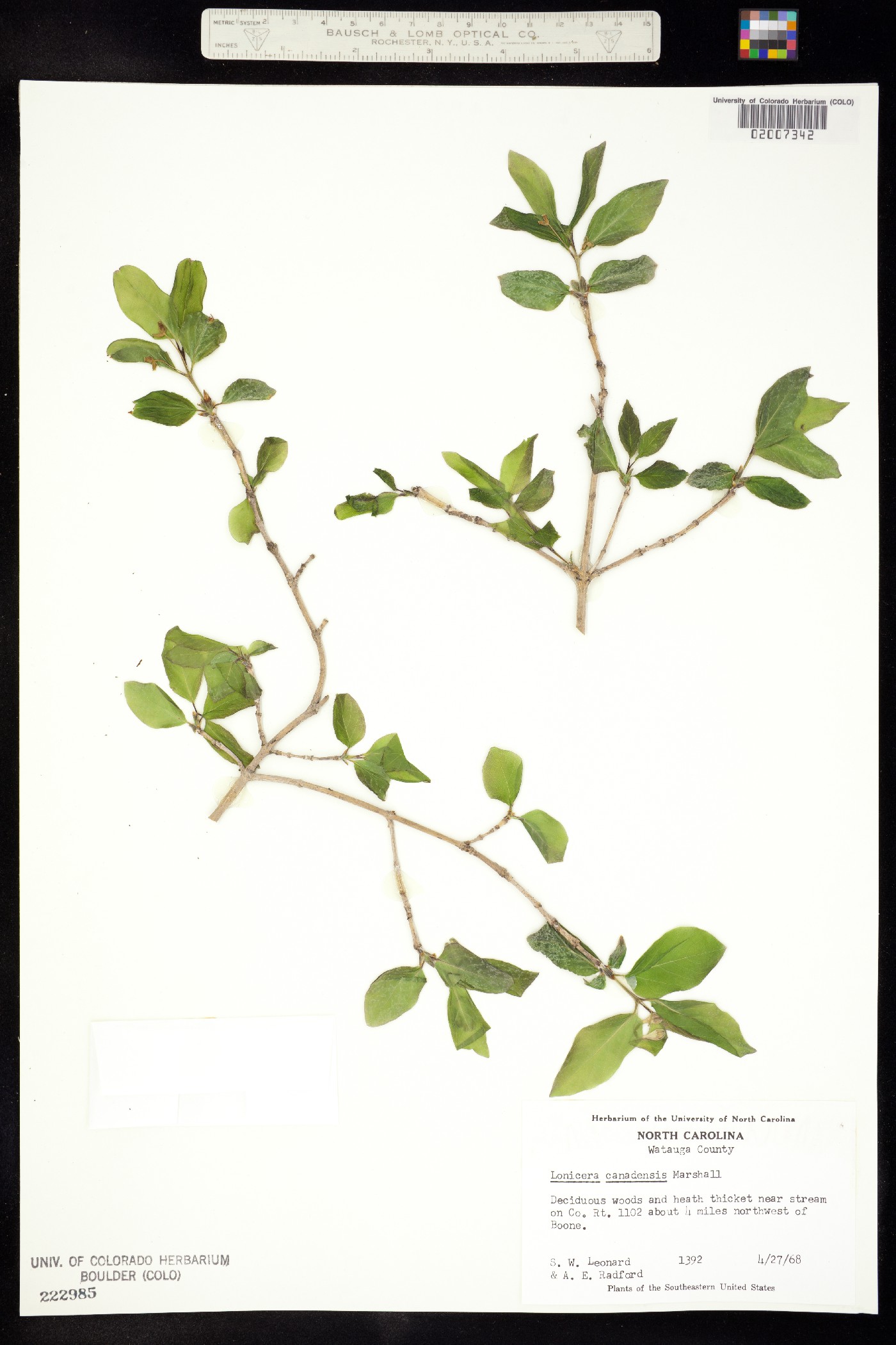 Lonicera canadensis image