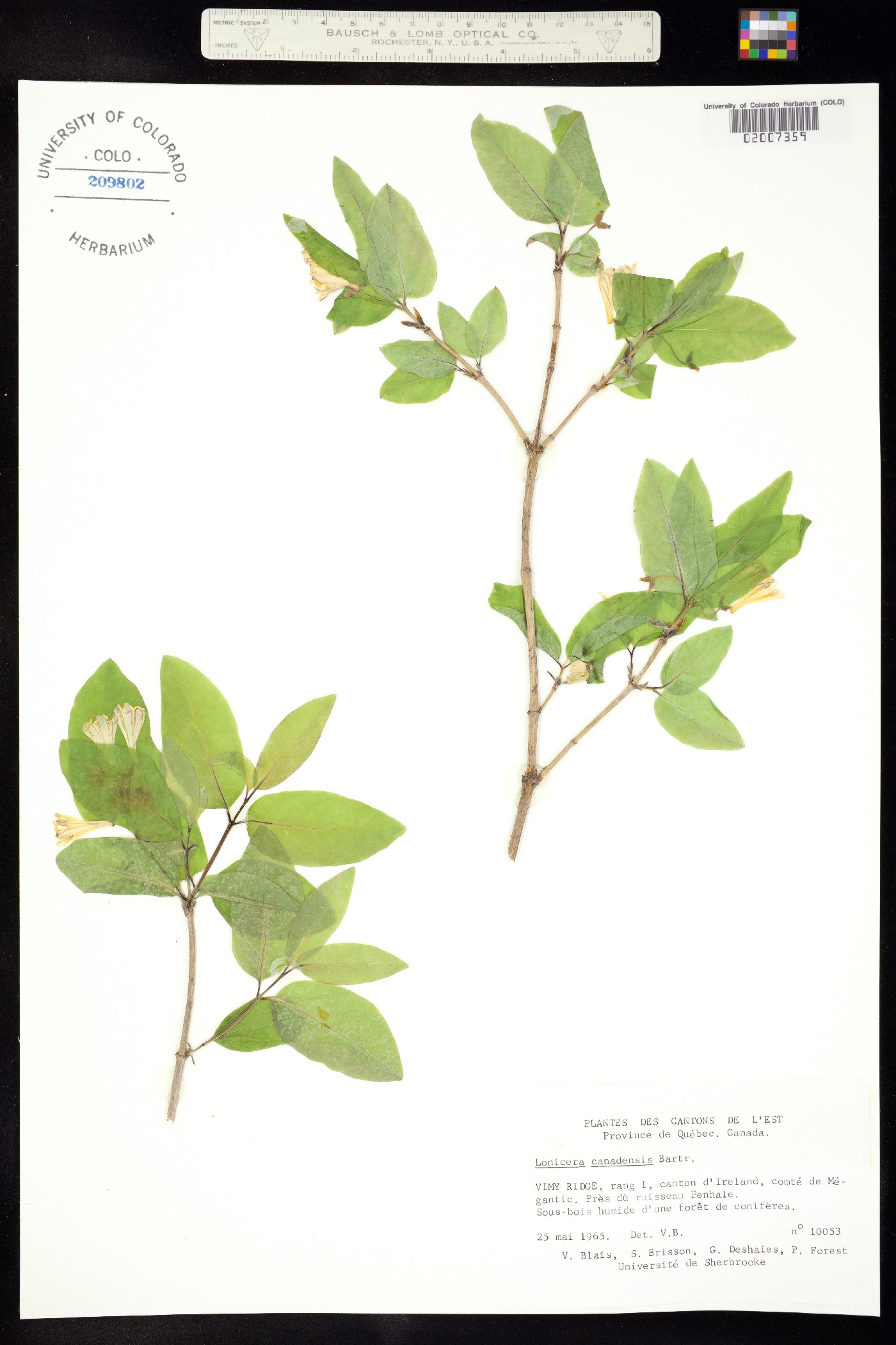 Lonicera canadensis image