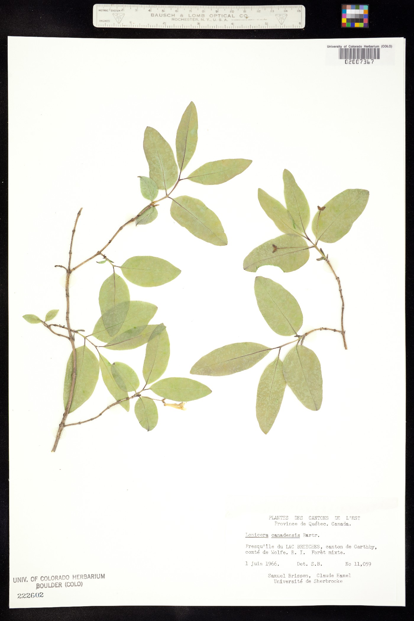 Lonicera canadensis image