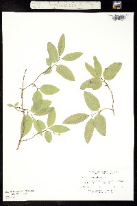 Lonicera canadensis image