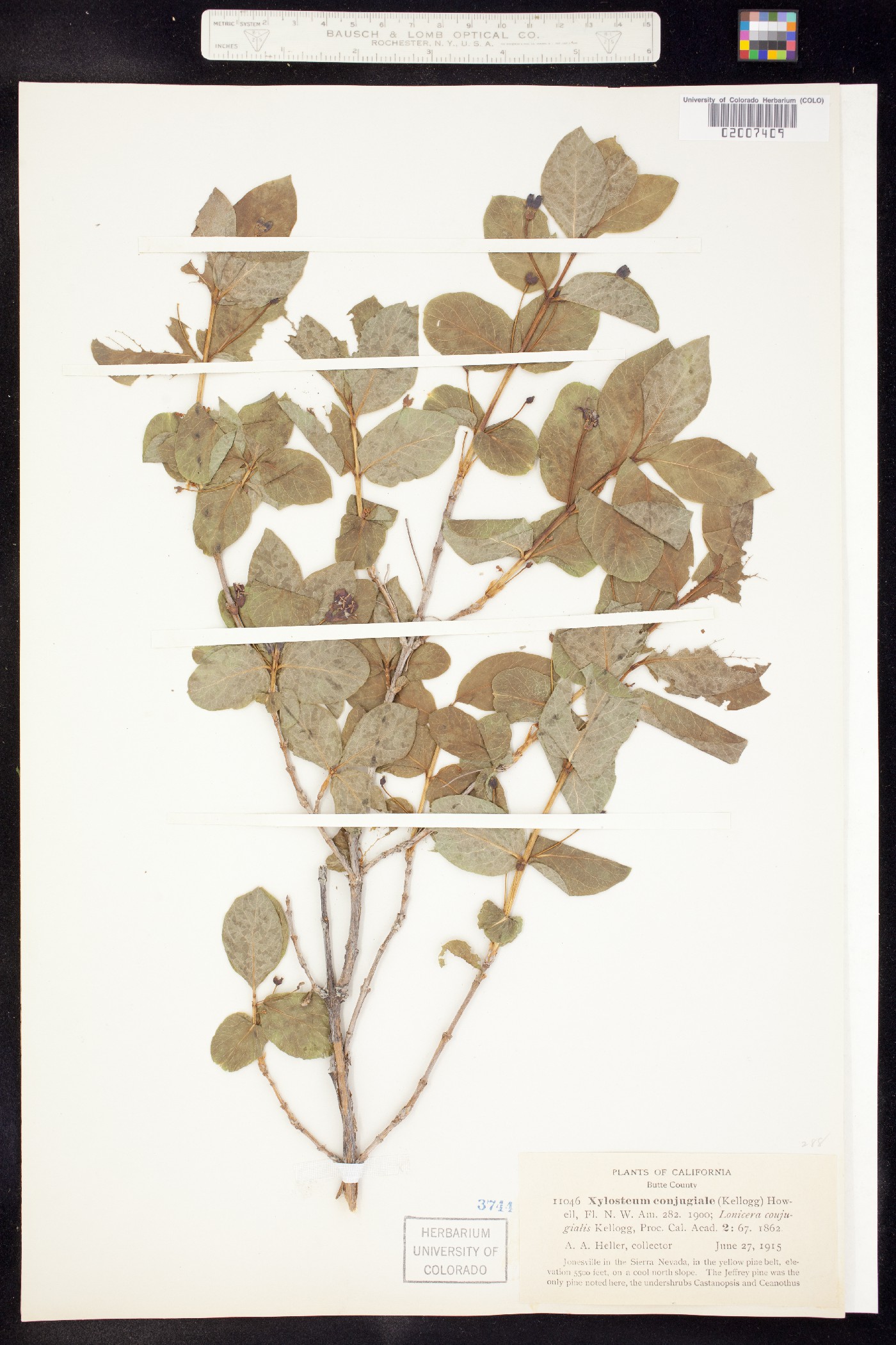 Lonicera conjugialis image