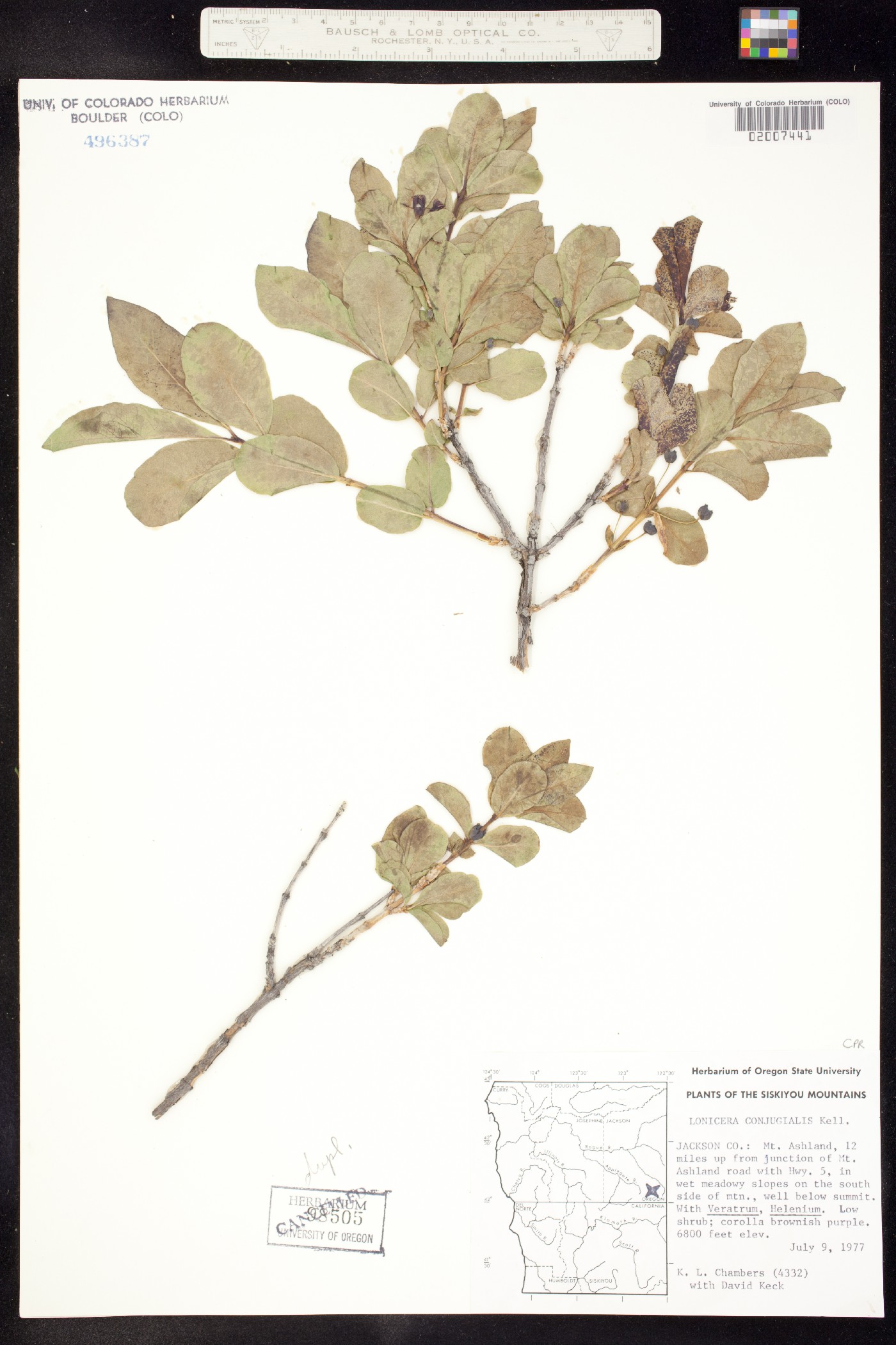 Lonicera conjugialis image