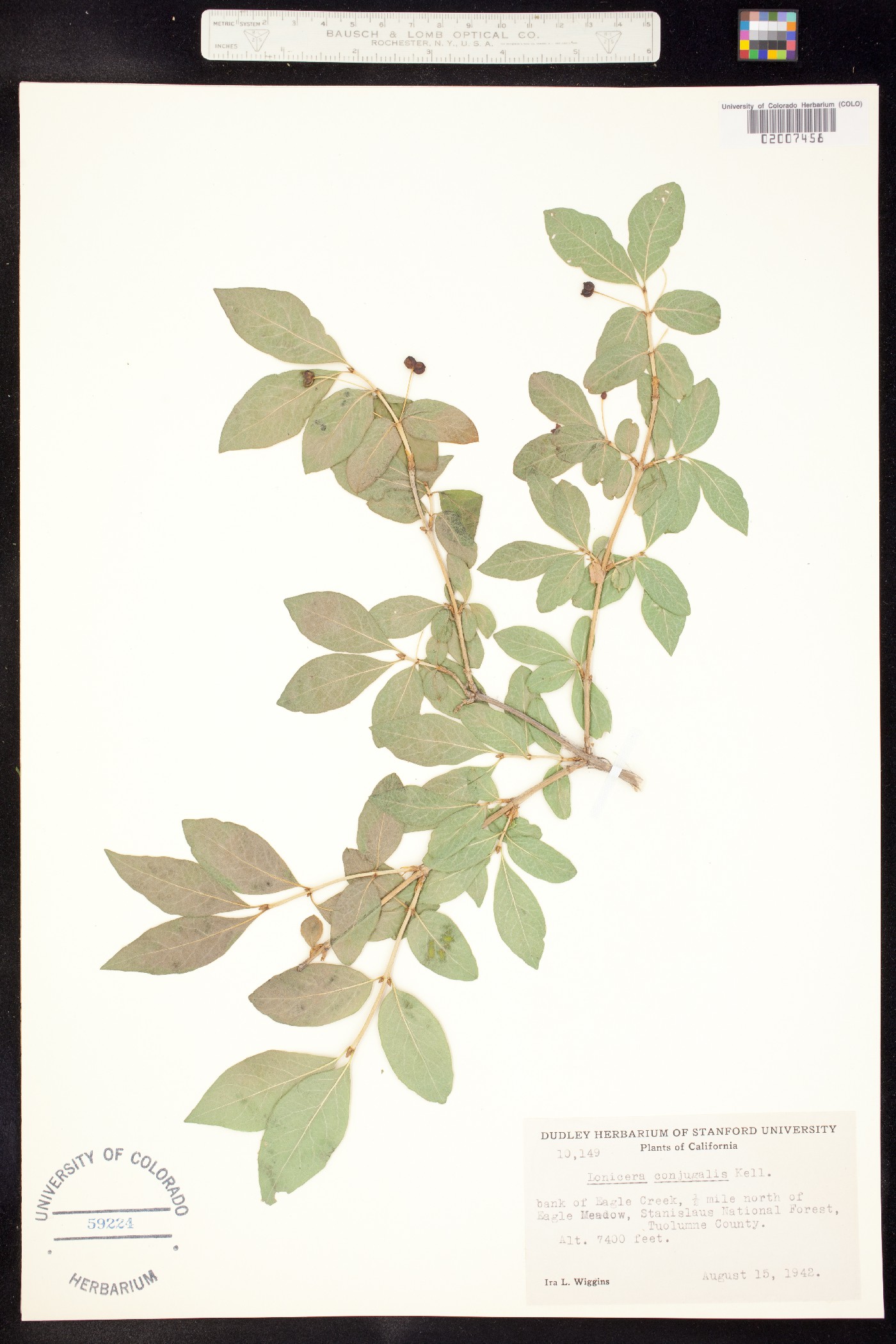 Lonicera conjugialis image