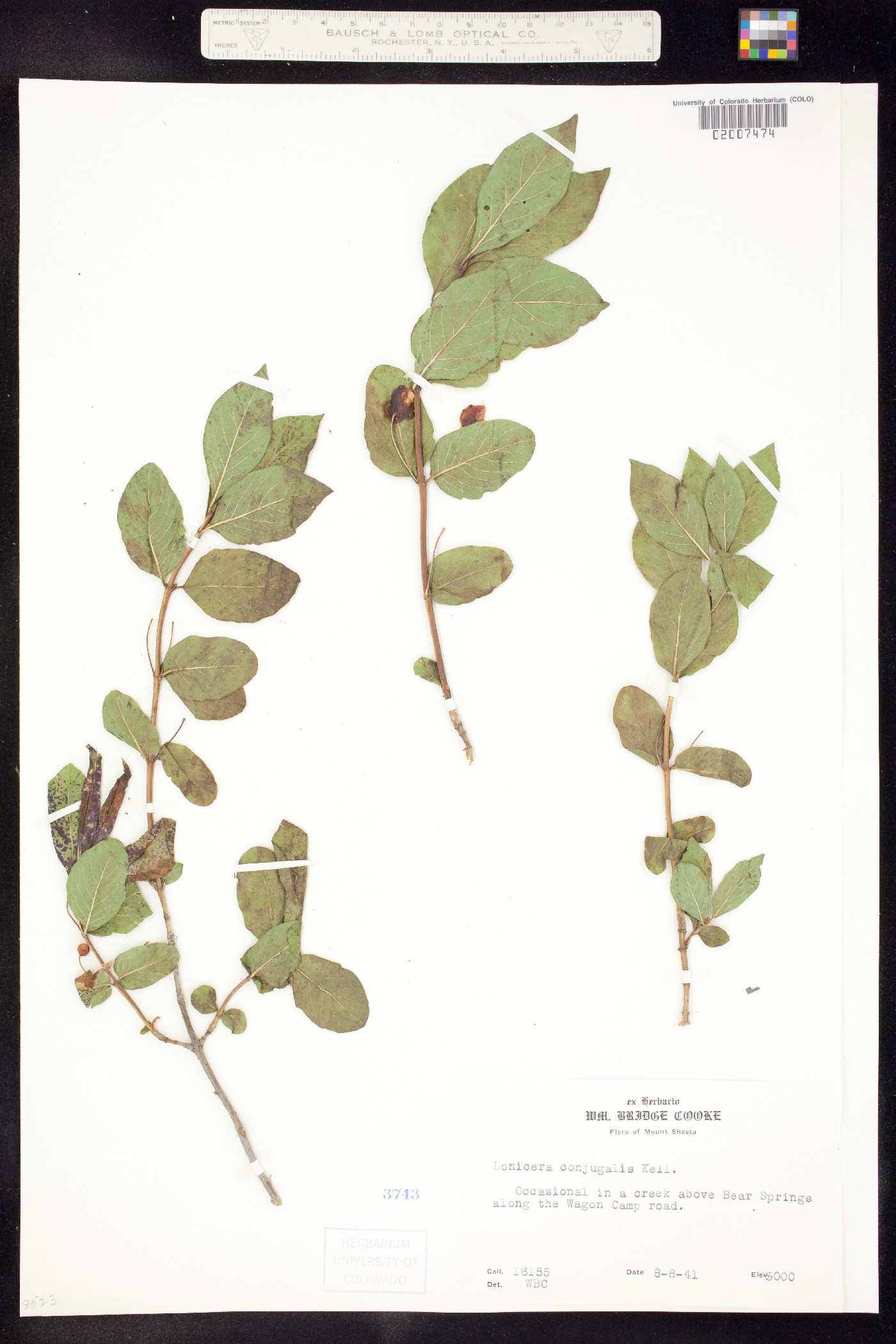 Lonicera conjugialis image