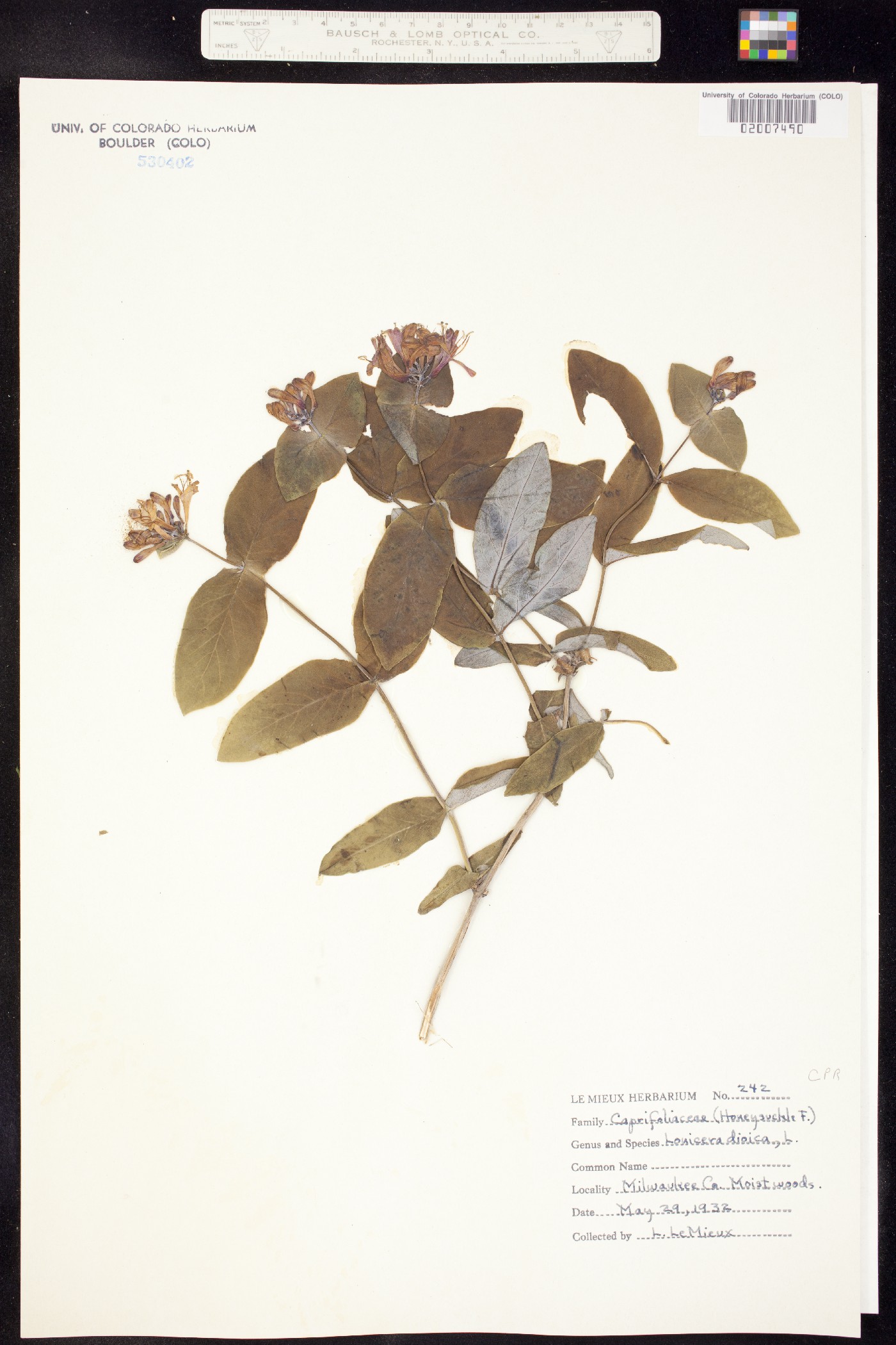 Lonicera dioica image