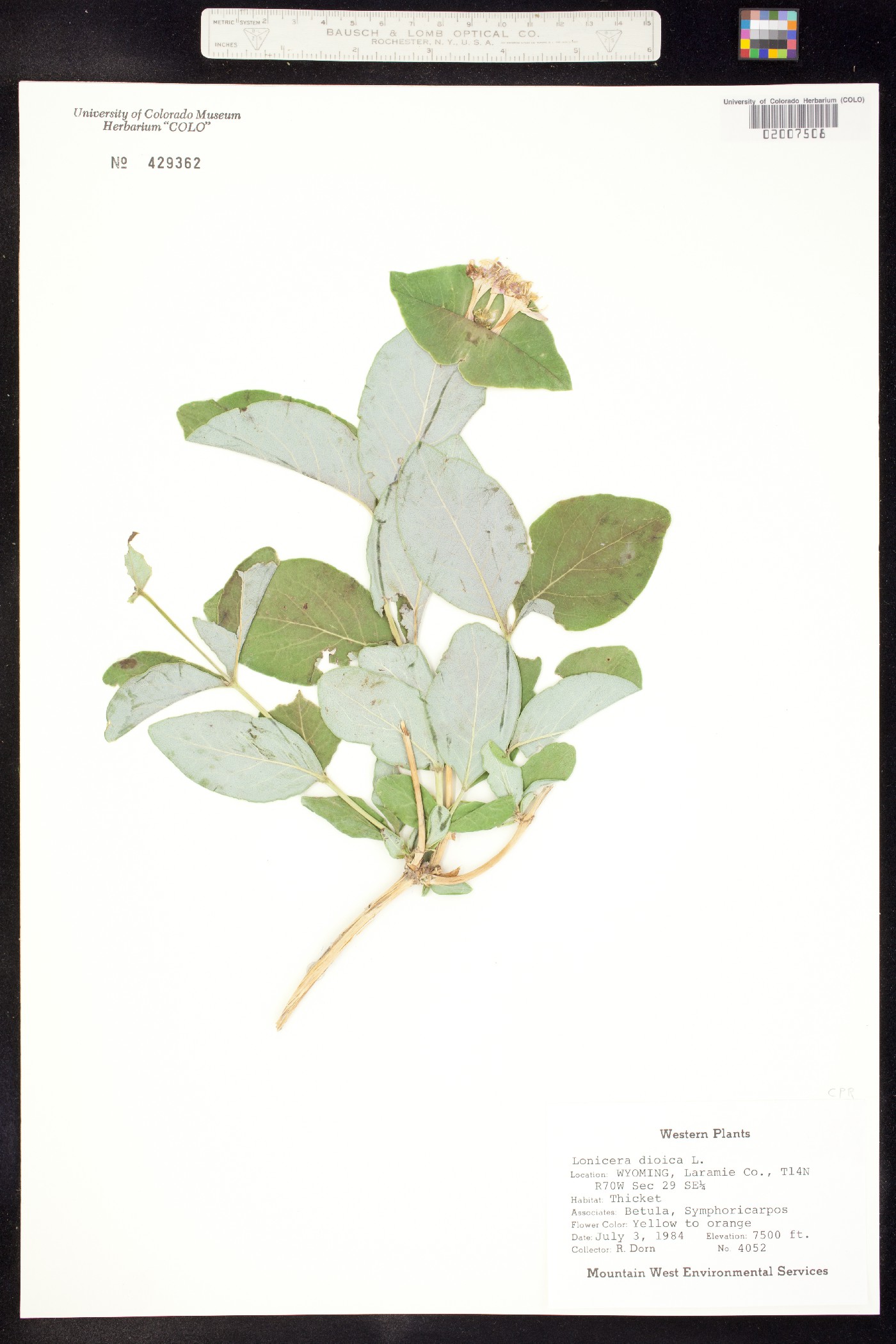 Lonicera dioica image