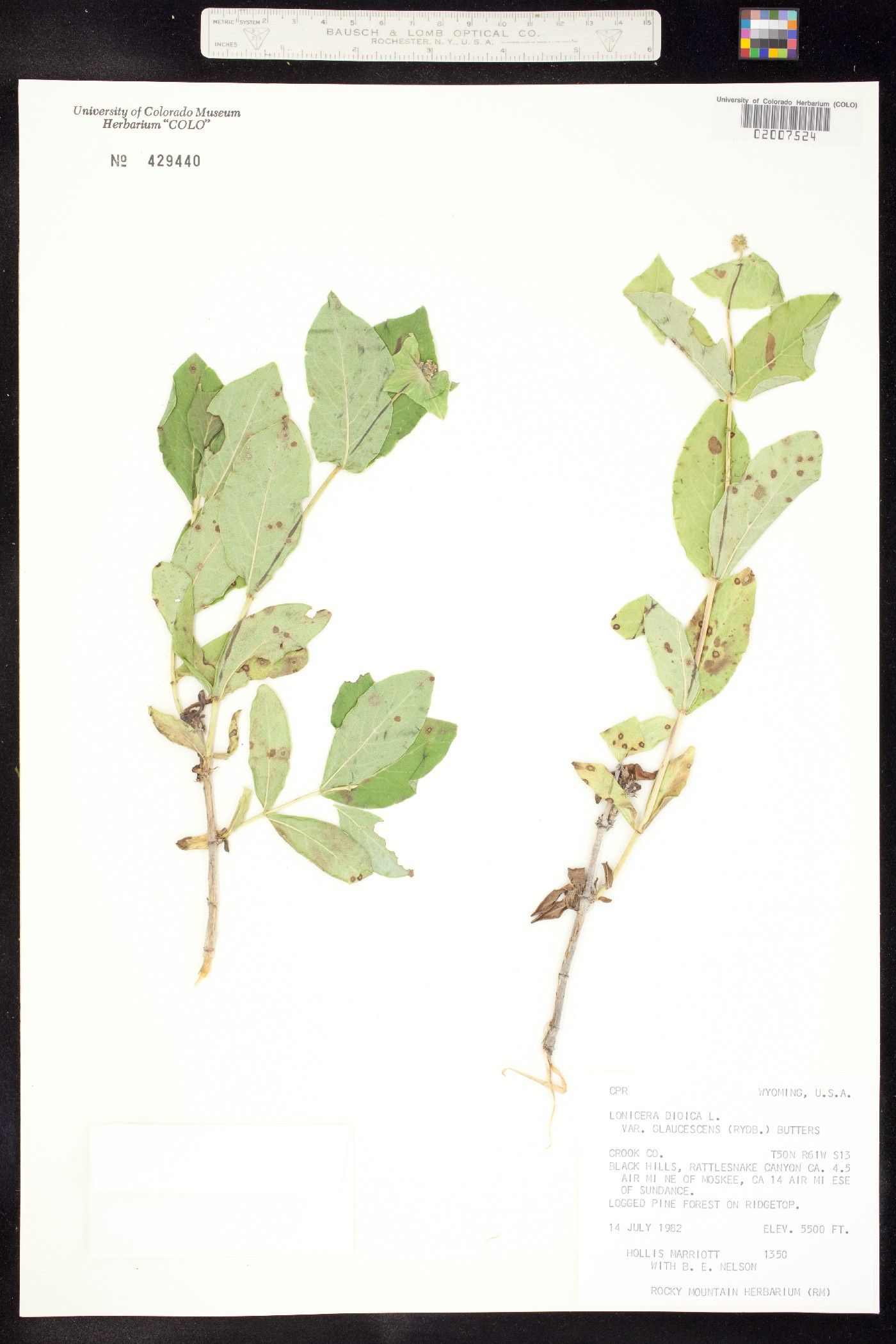 Lonicera dioica image