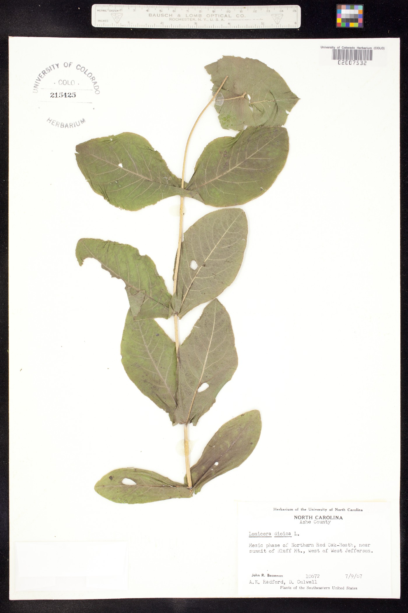 Lonicera dioica image