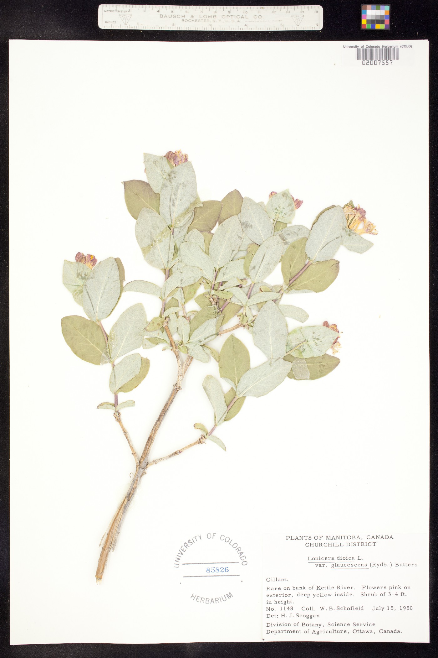 Lonicera dioica image