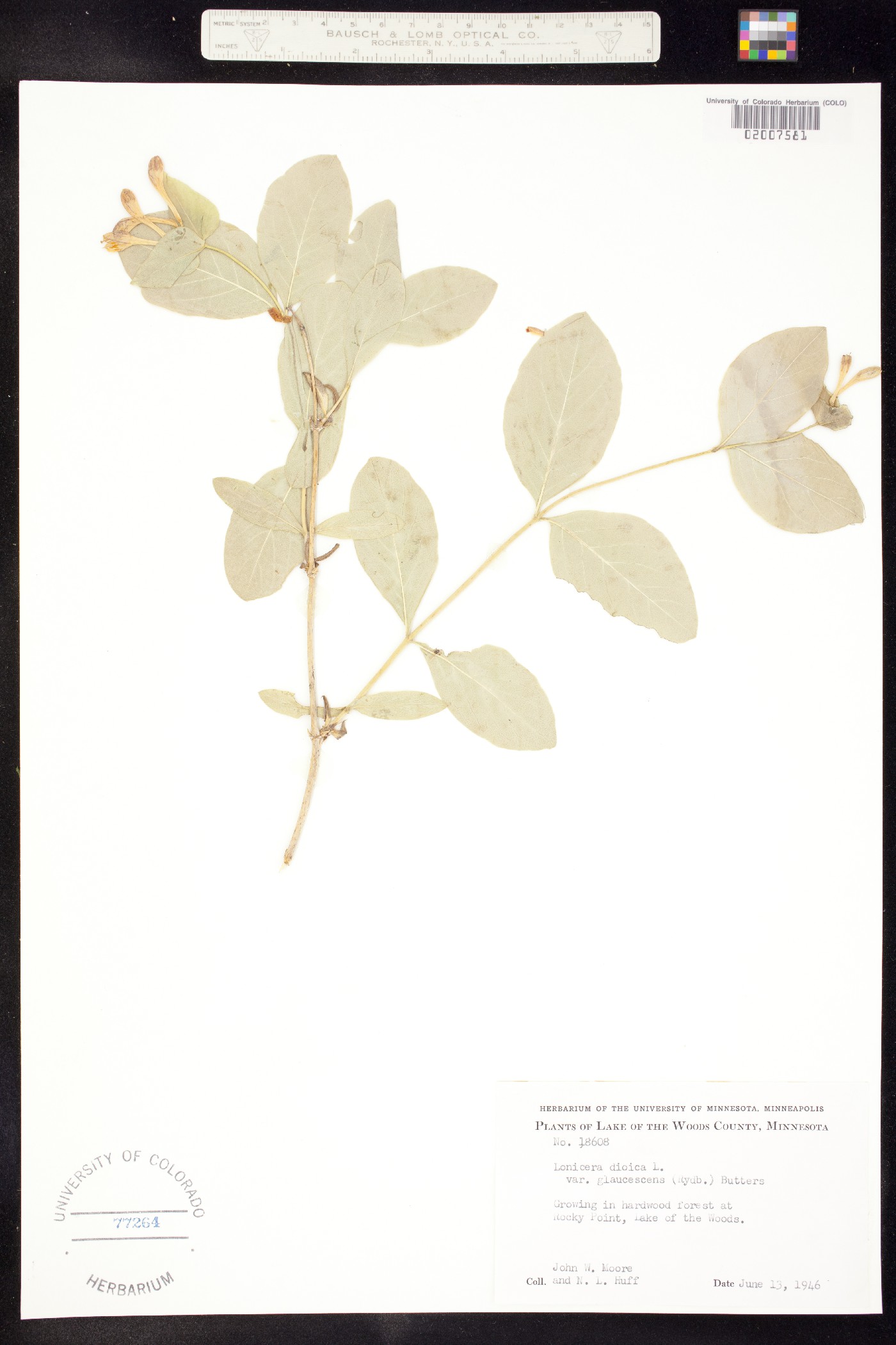 Lonicera dioica image