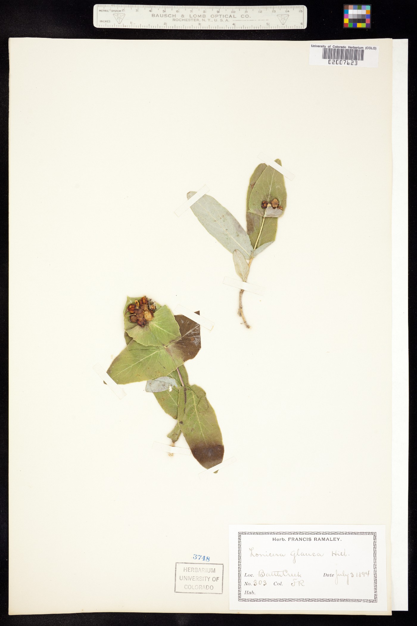 Lonicera semenovii image