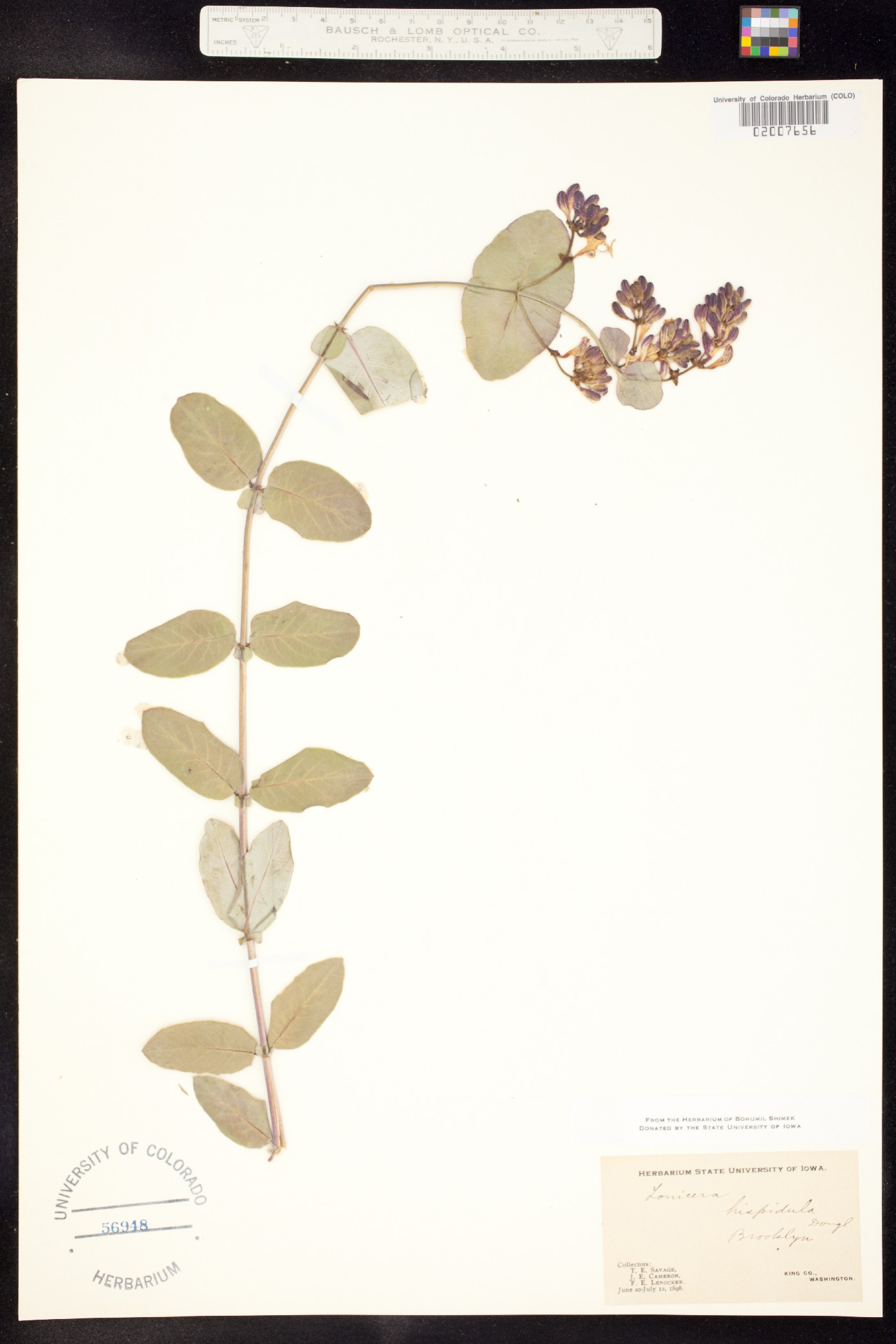 Lonicera hispidula image