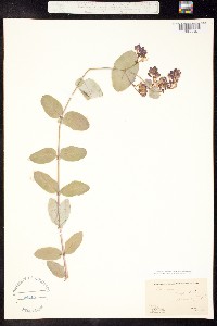 Image of Lonicera hispidula