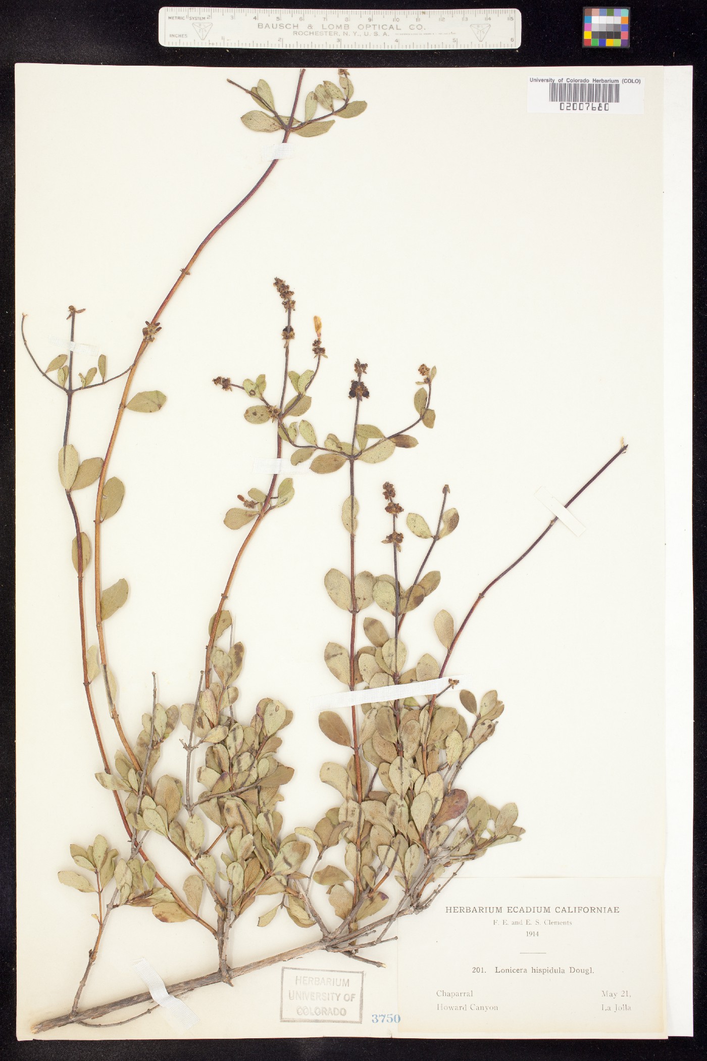 Lonicera hispidula image