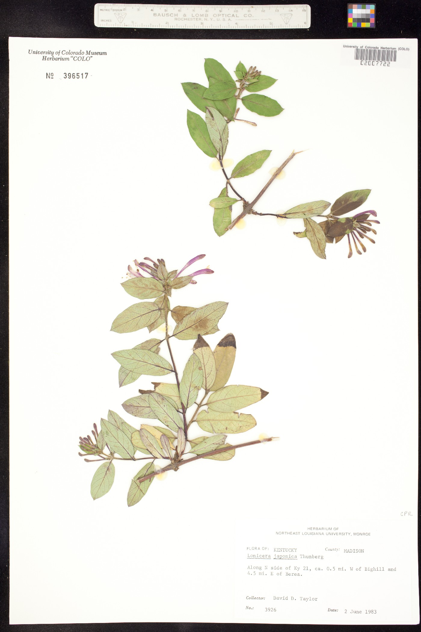 Lonicera japonica image