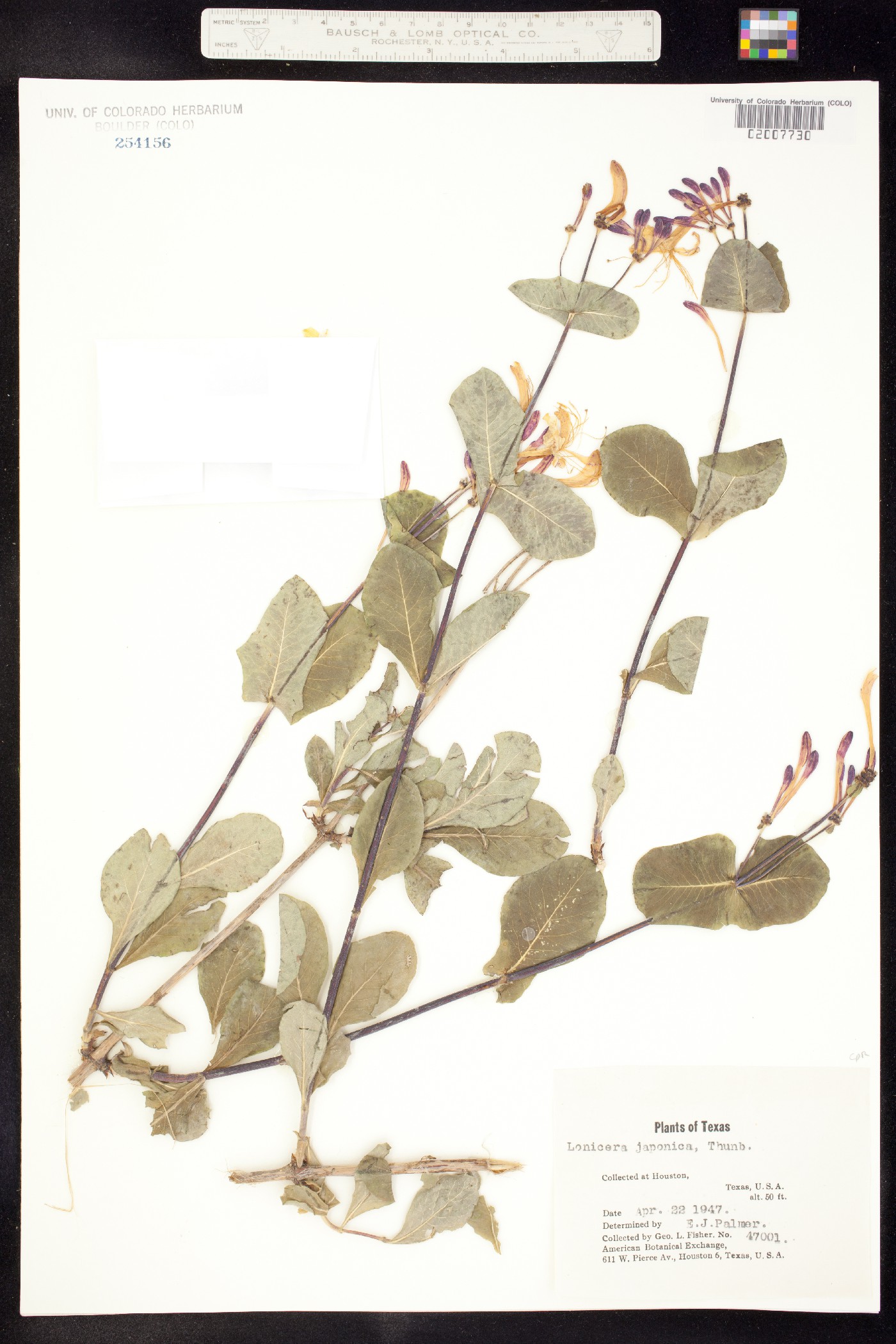 Lonicera japonica image