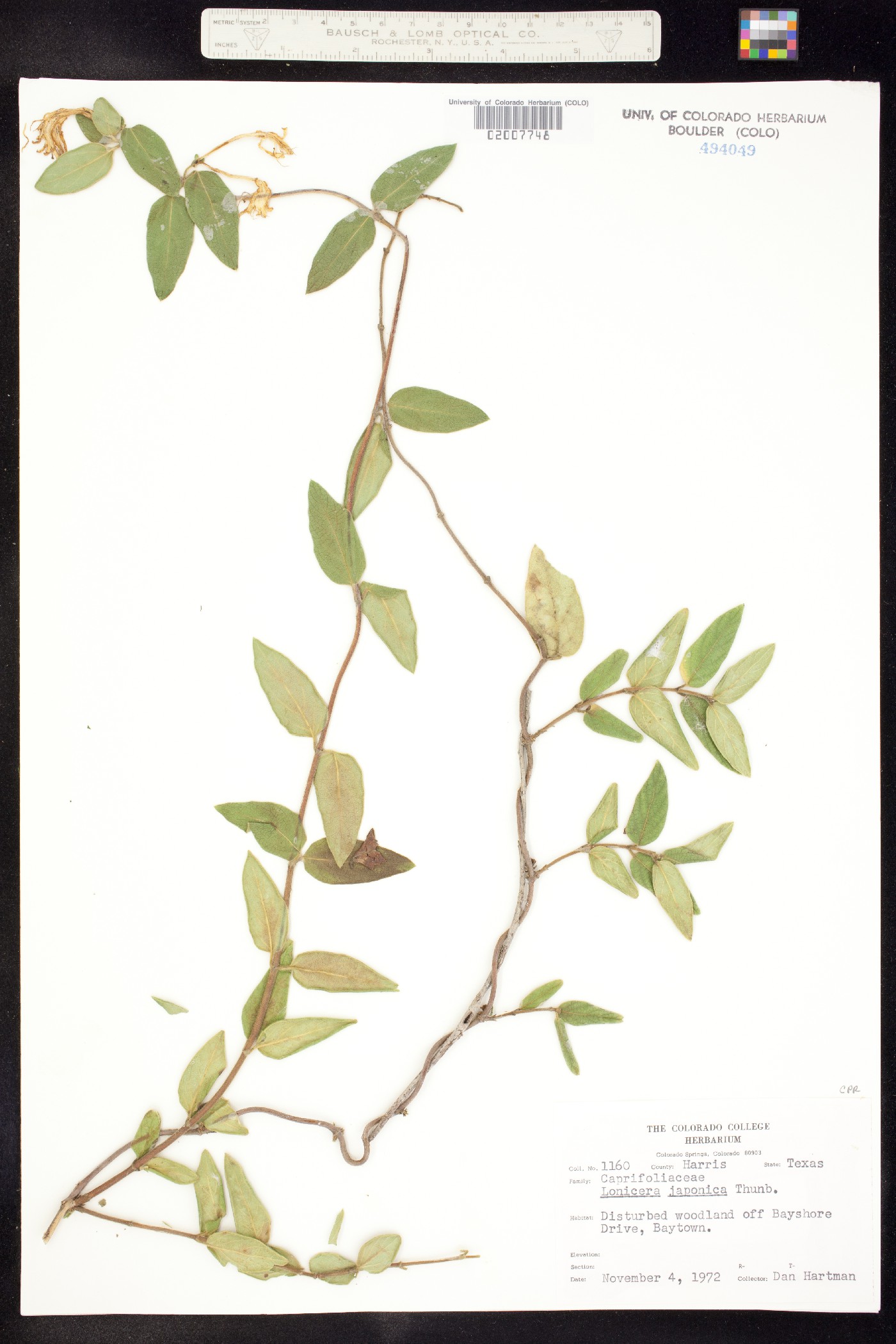 Lonicera japonica image