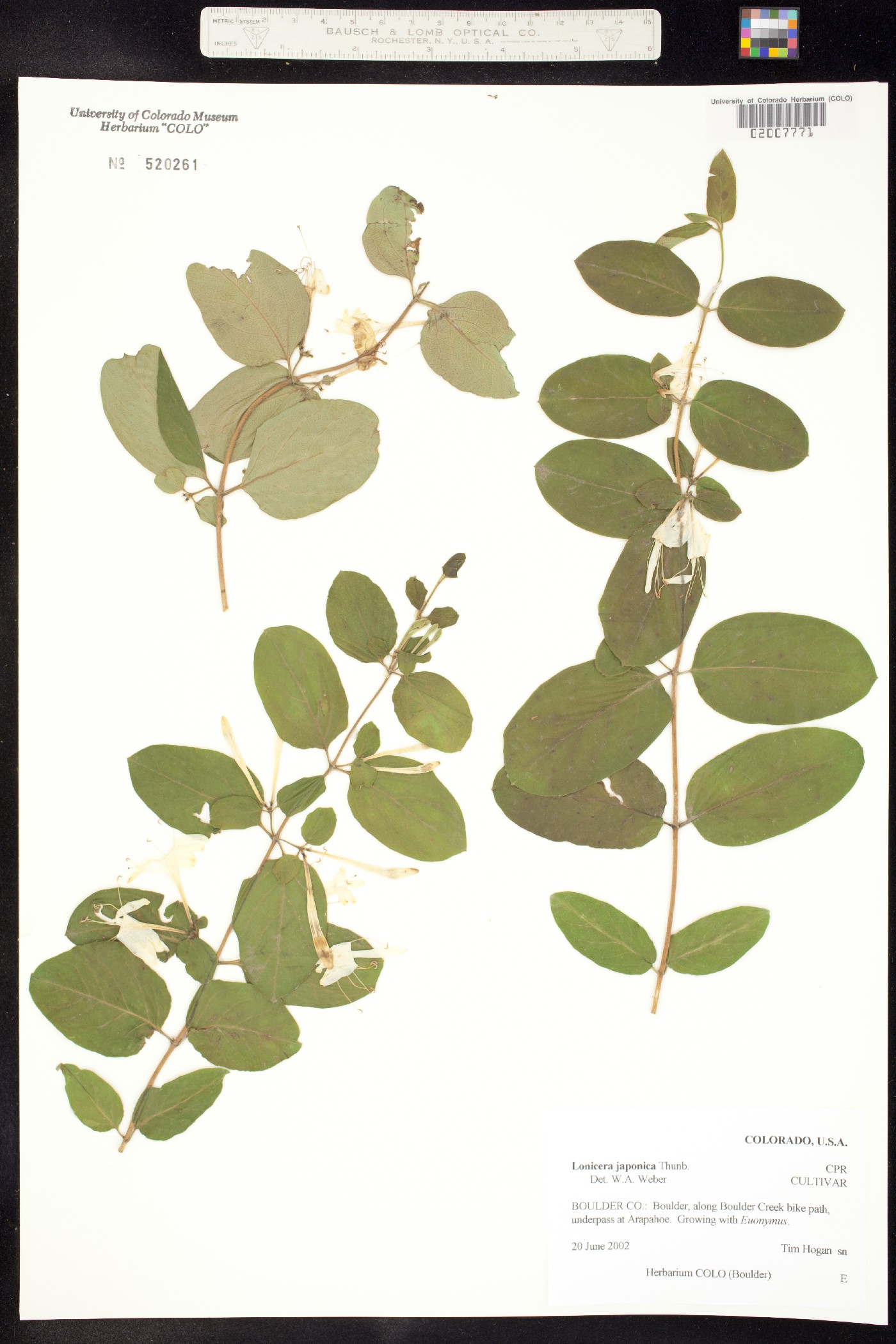 Lonicera japonica image