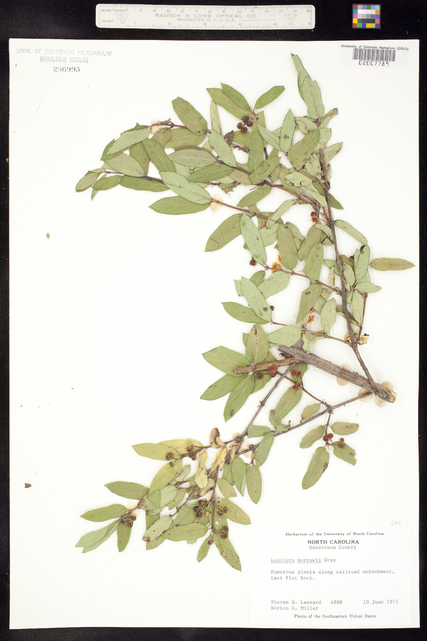 Lonicera morrowii image