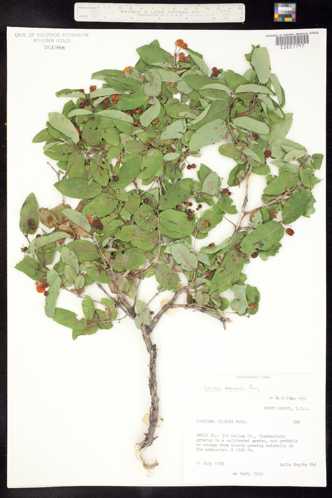 Lonicera morrowii image