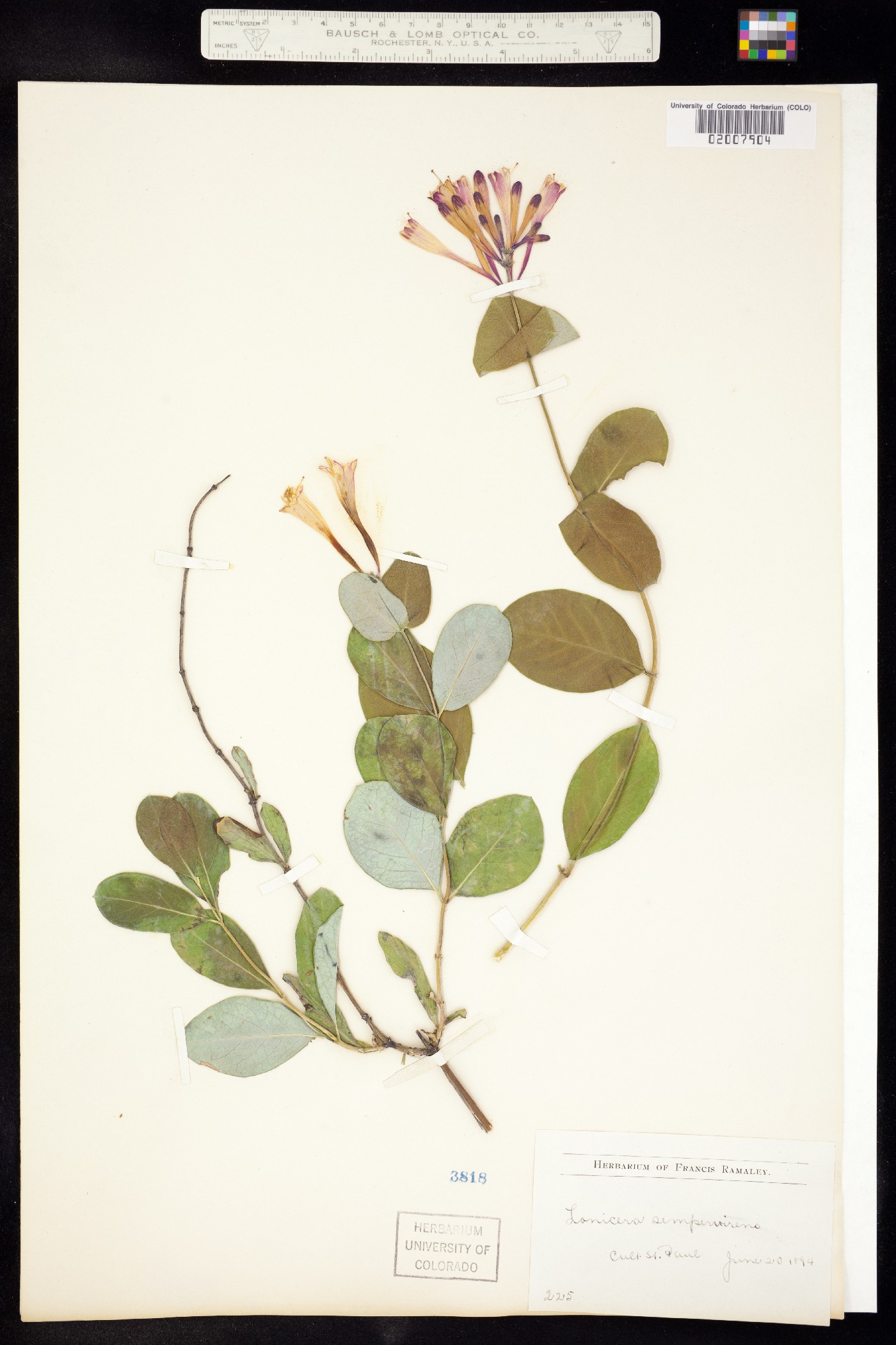 Lonicera sempervirens image