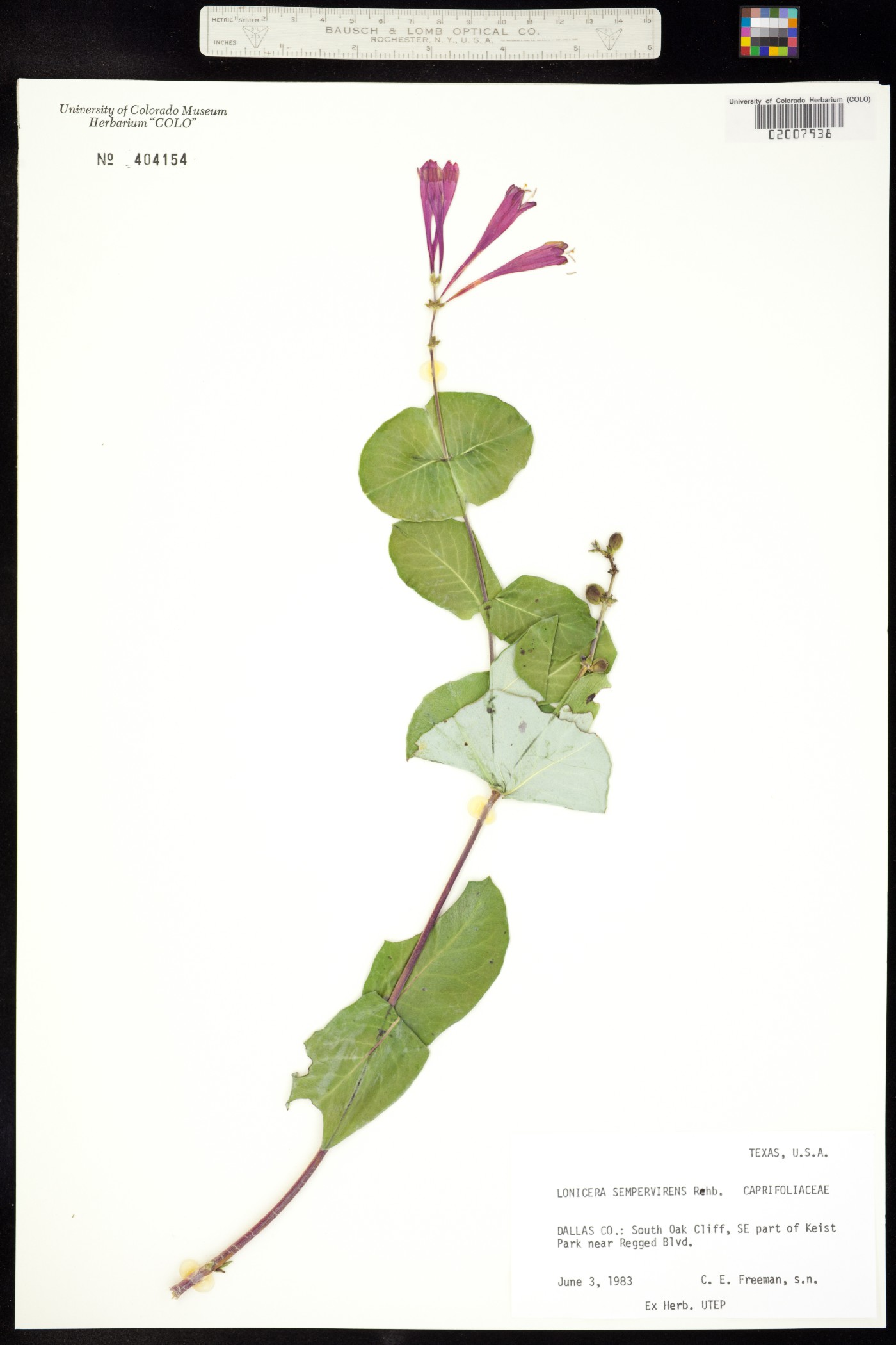 Lonicera sempervirens image