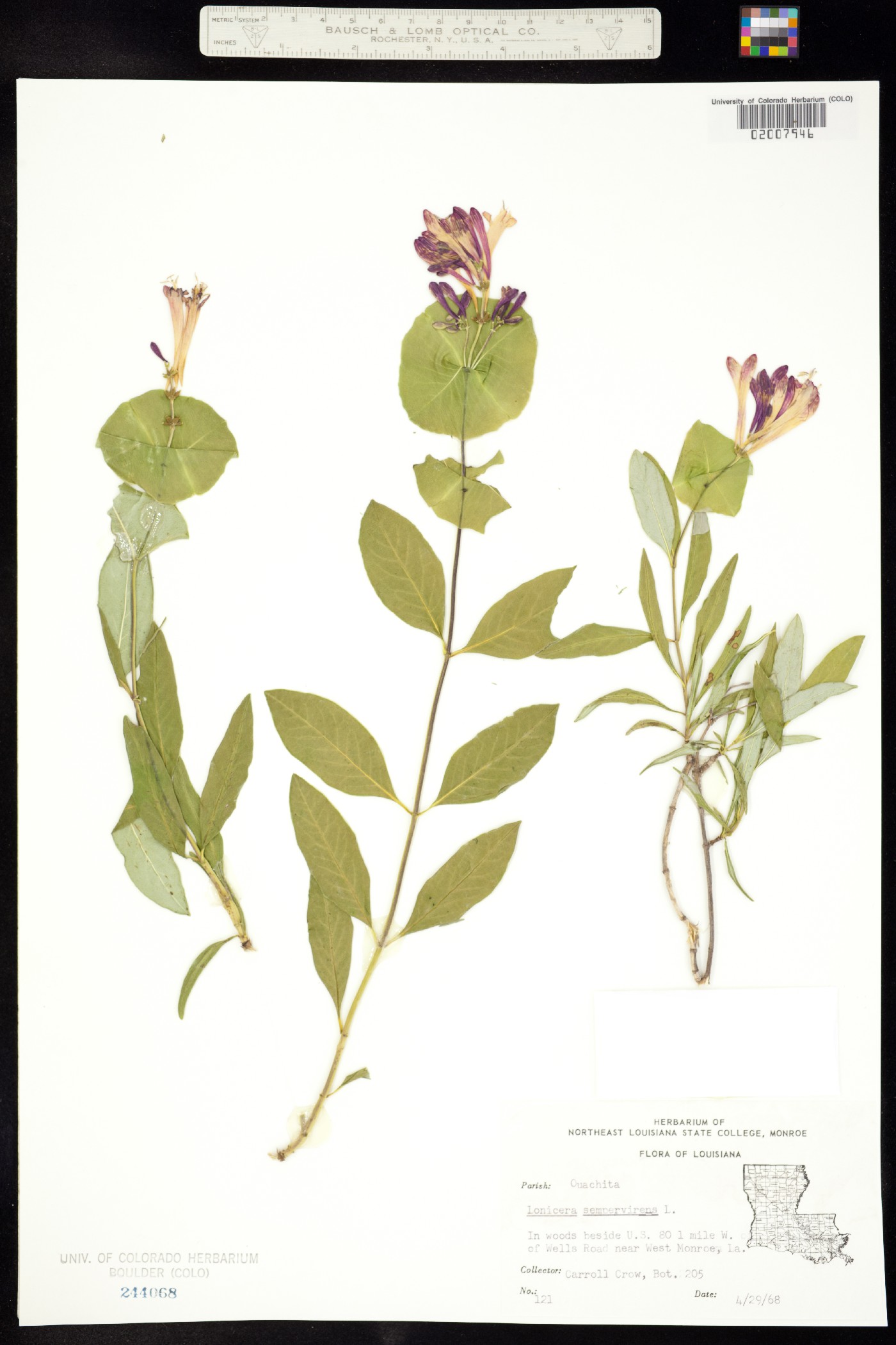 Lonicera sempervirens image