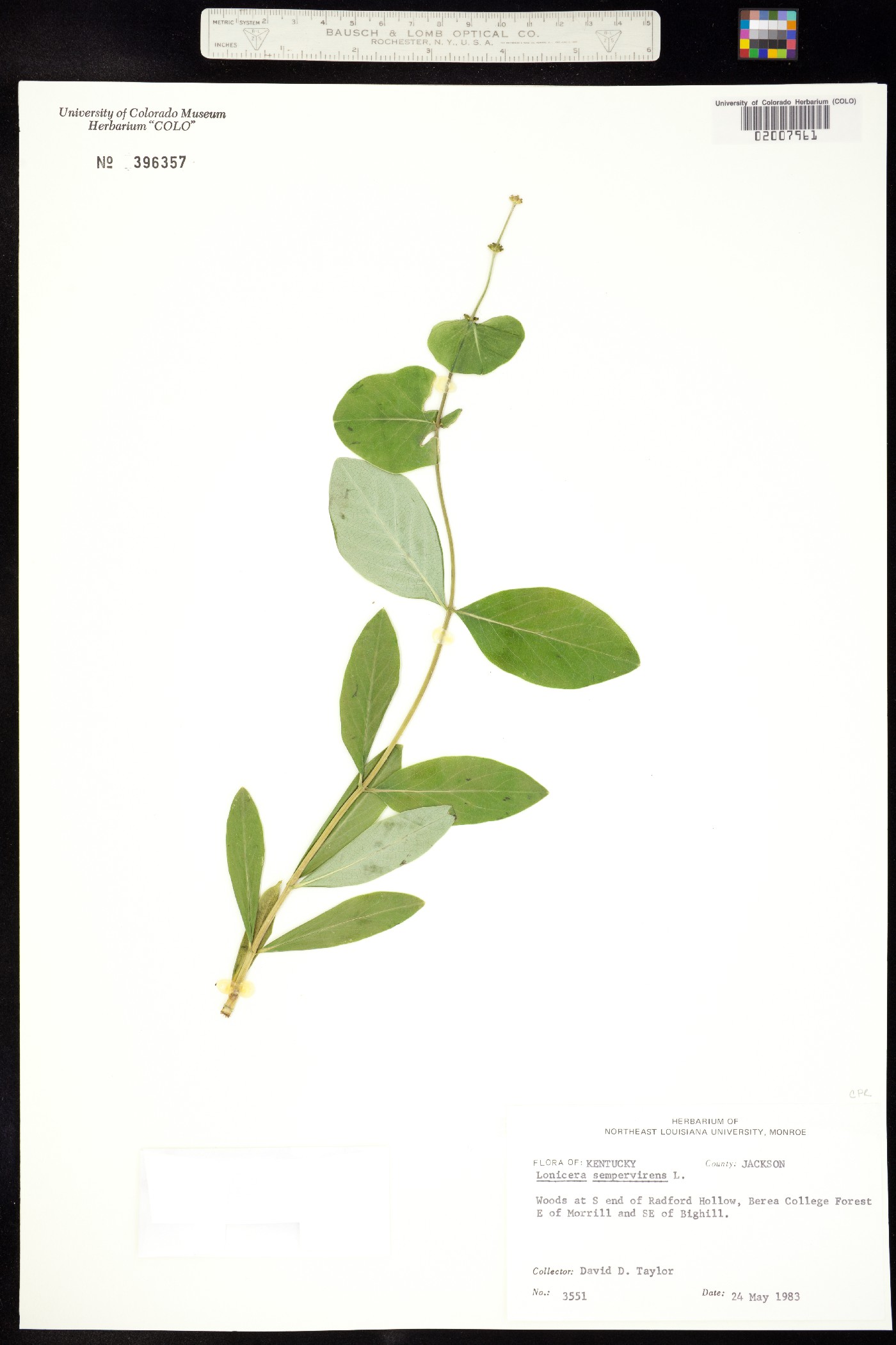 Lonicera sempervirens image