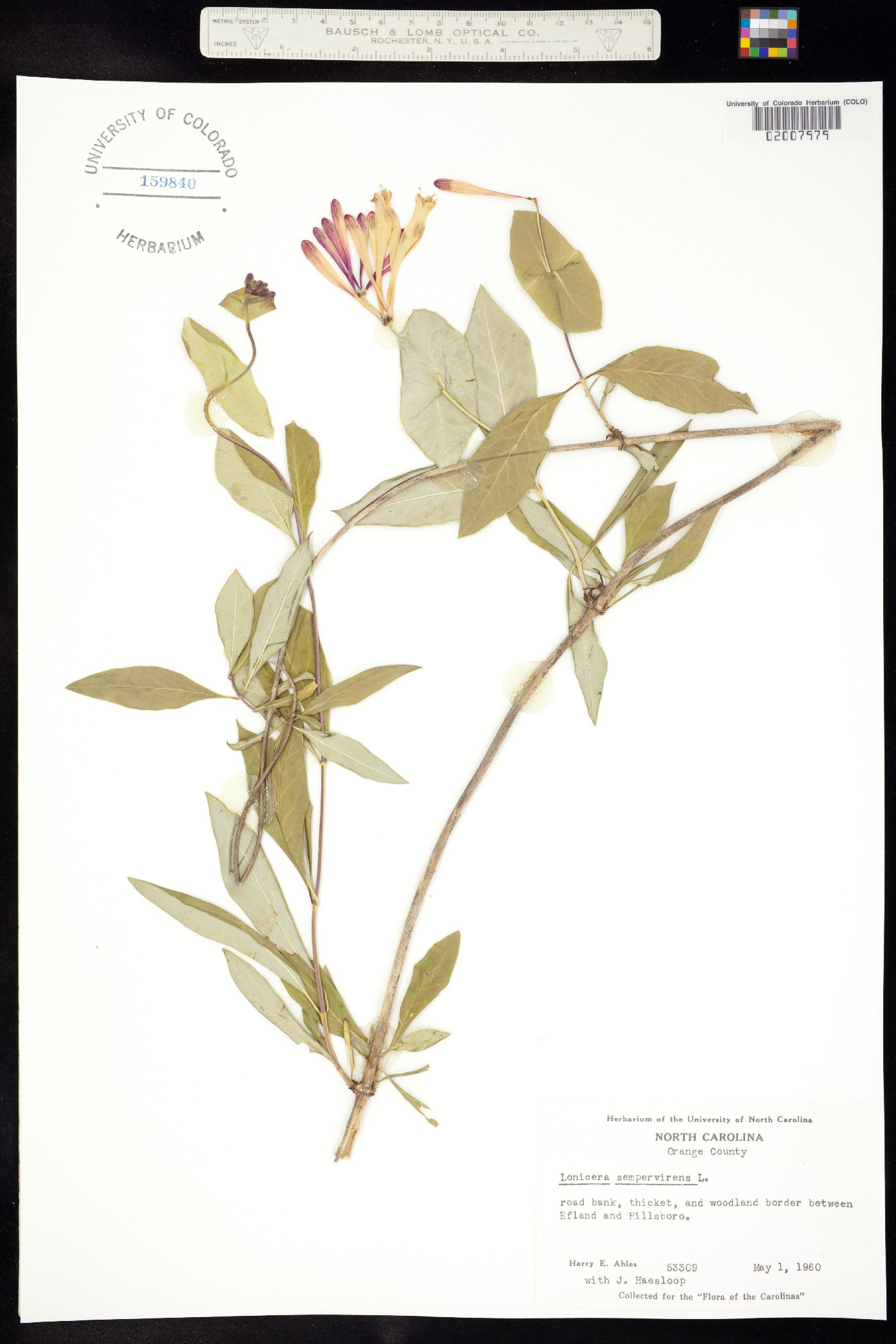 Lonicera sempervirens image