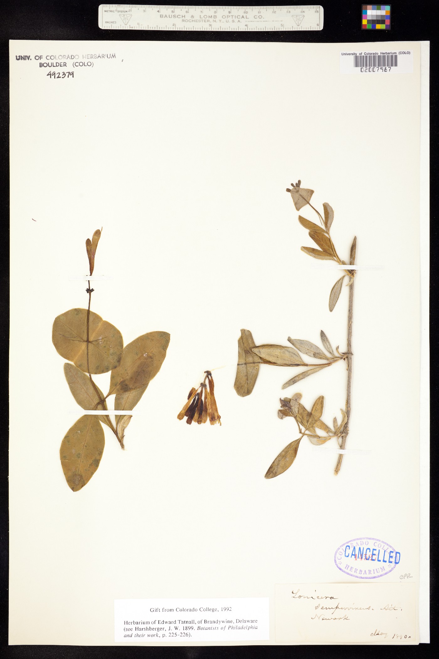 Lonicera sempervirens image