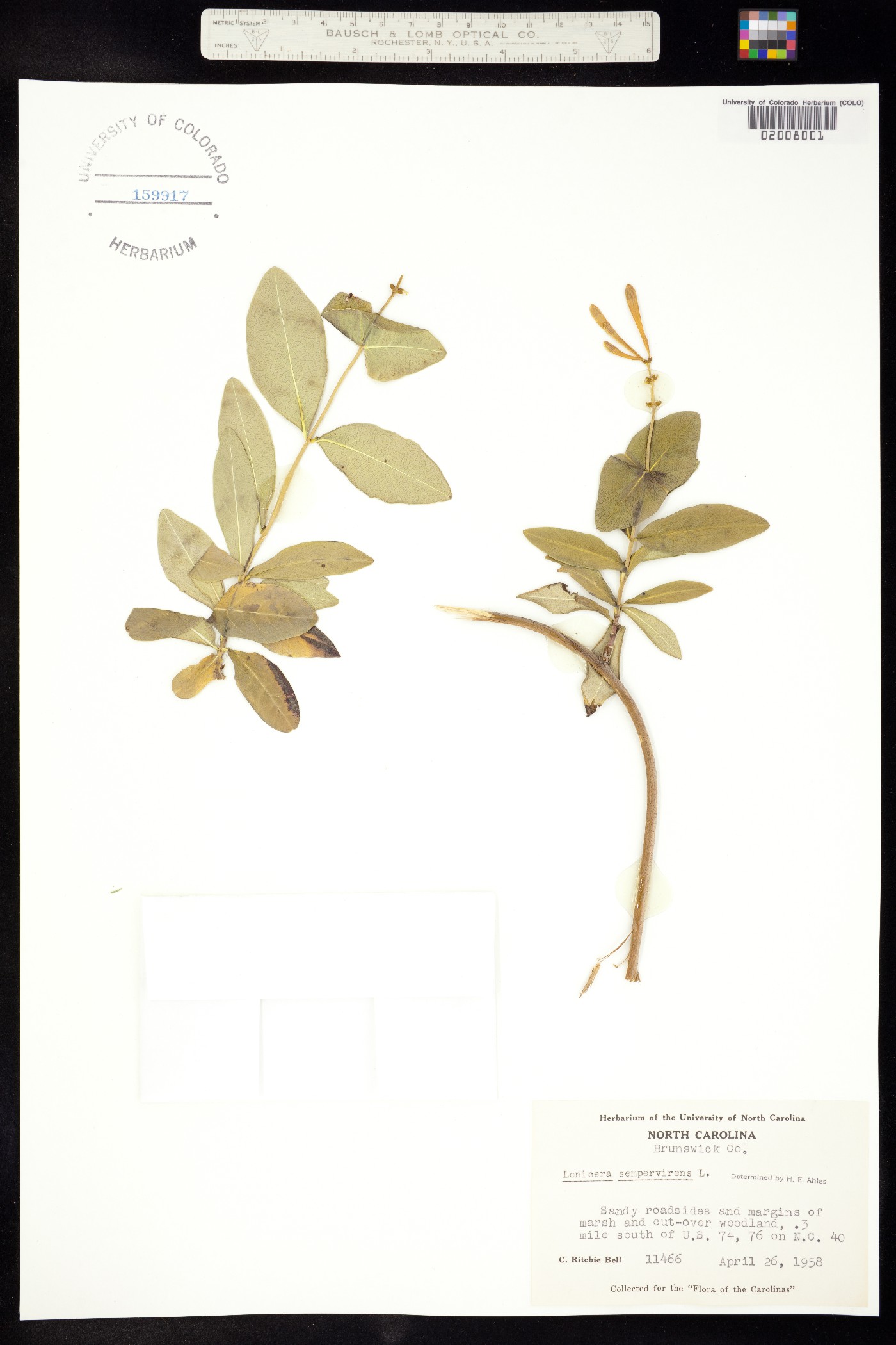 Lonicera sempervirens image