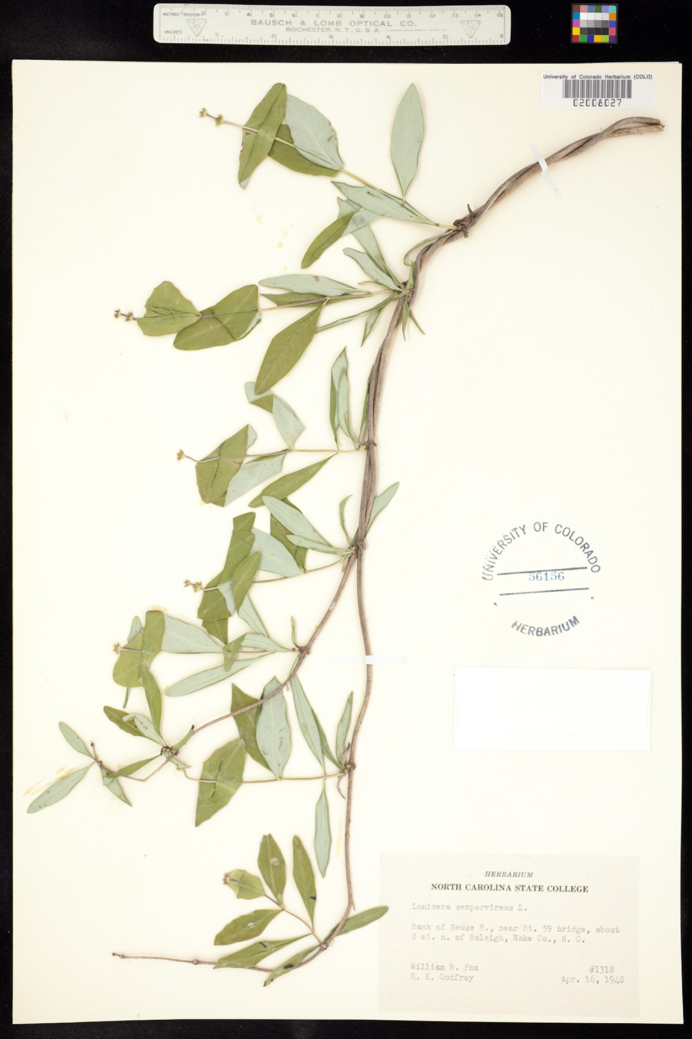 Lonicera sempervirens image