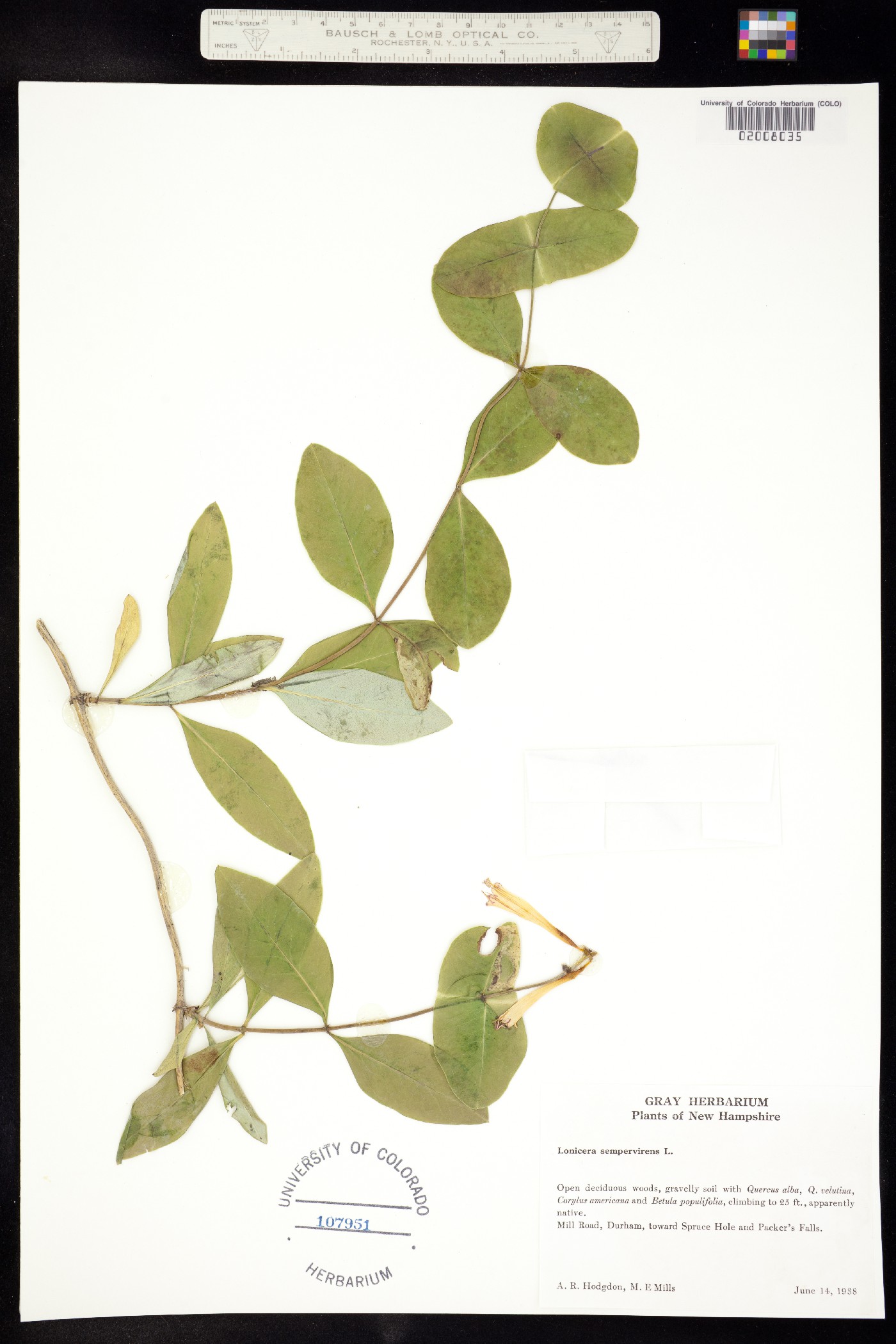 Lonicera sempervirens image