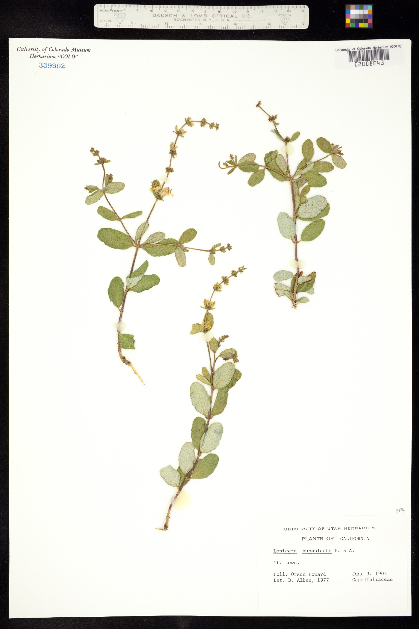 Lonicera subspicata image
