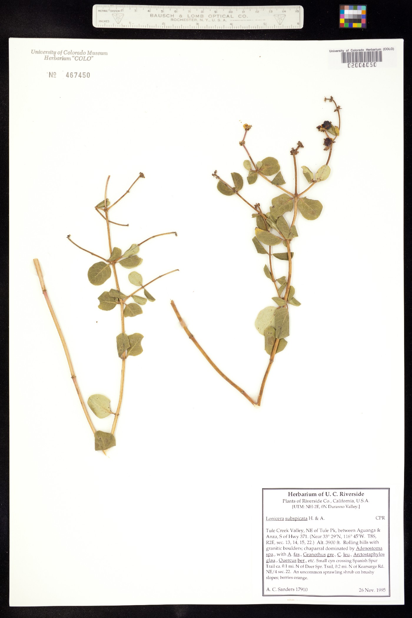 Lonicera subspicata image