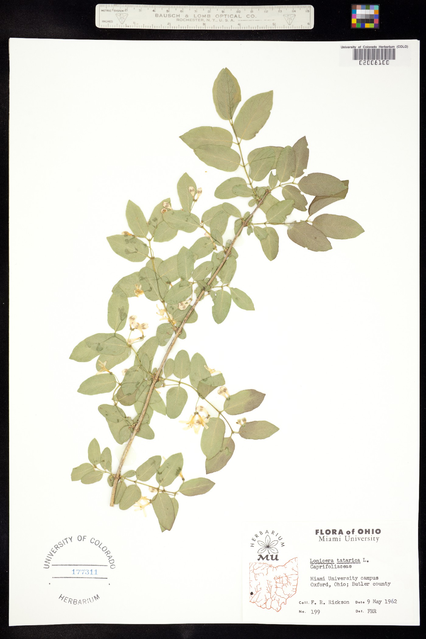 Lonicera tatarica image